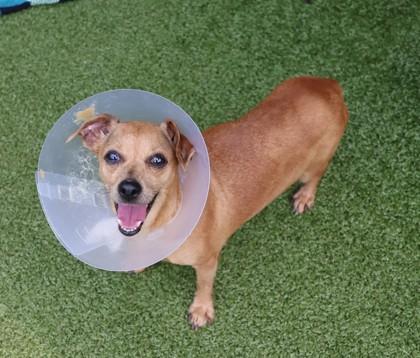 Elie, Adopted, Adult Female Mixed Breed.