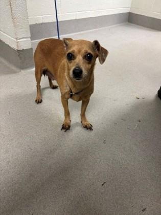 Enlarge Elie, a Adopted Mixed Breed in Athens, GA image 3/3