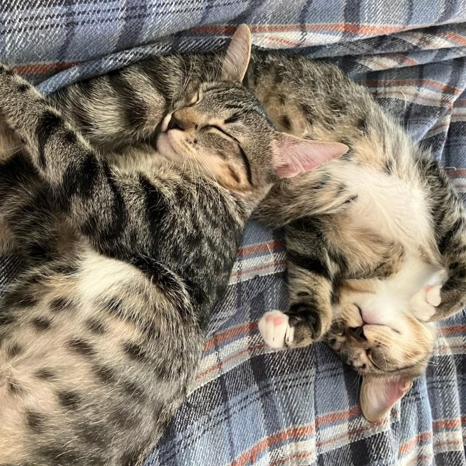 Techno & Geisha BONDED, Adoptable, Kitten Female Domestic Short Hair.