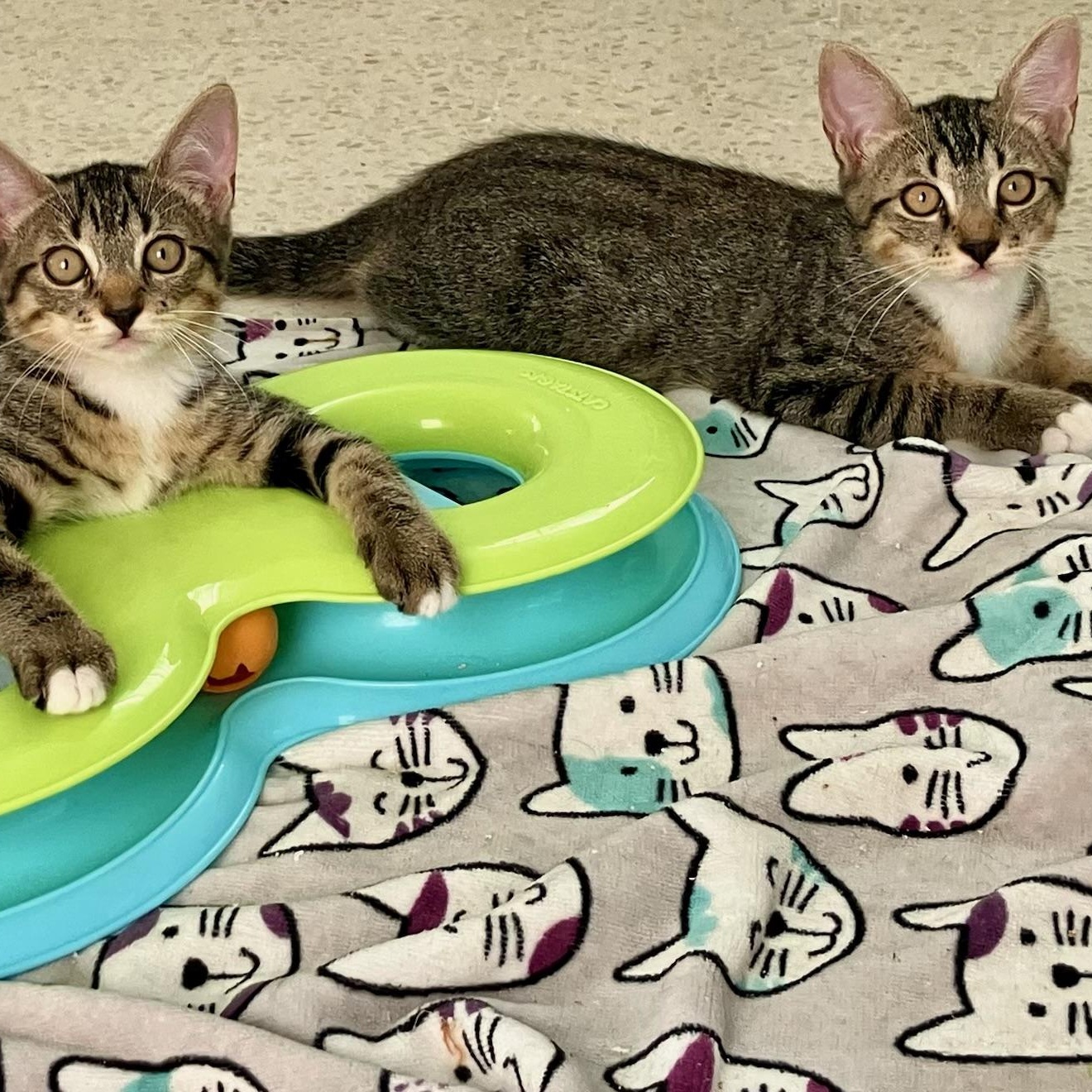 Techno & Geisha BONDED, a Adoptable Domestic Short Hair in Warwick, RI image 2/2