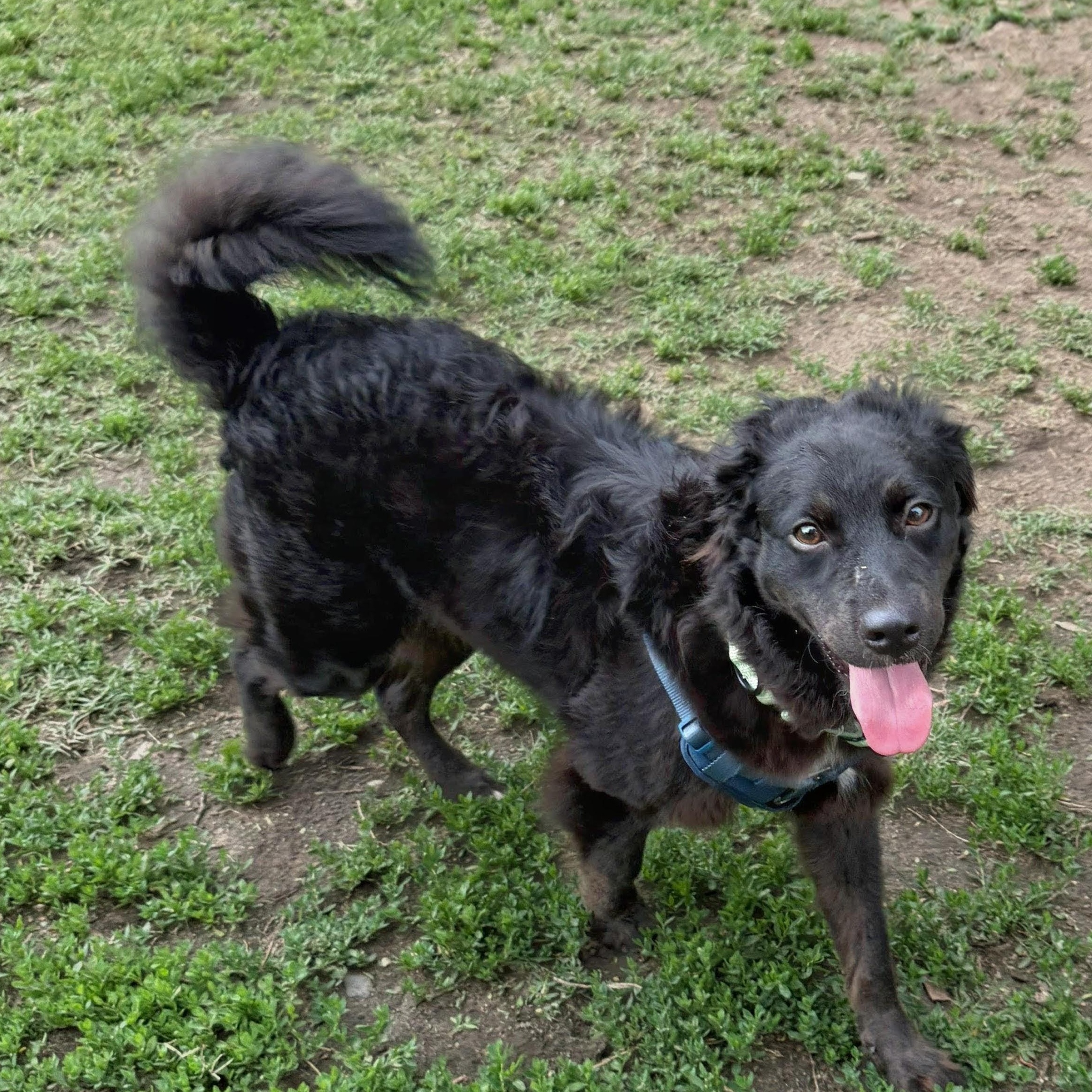 Sam, a Adoptable mixed breed in Baltimore, MD image 6/6