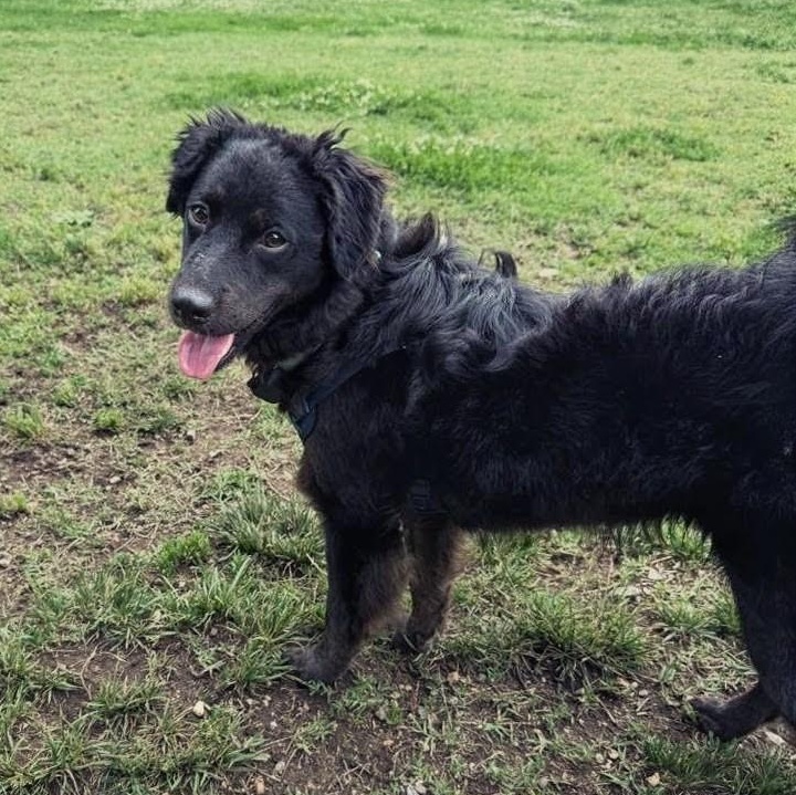 Sam, a Adoptable mixed breed in Baltimore, MD image 2/6
