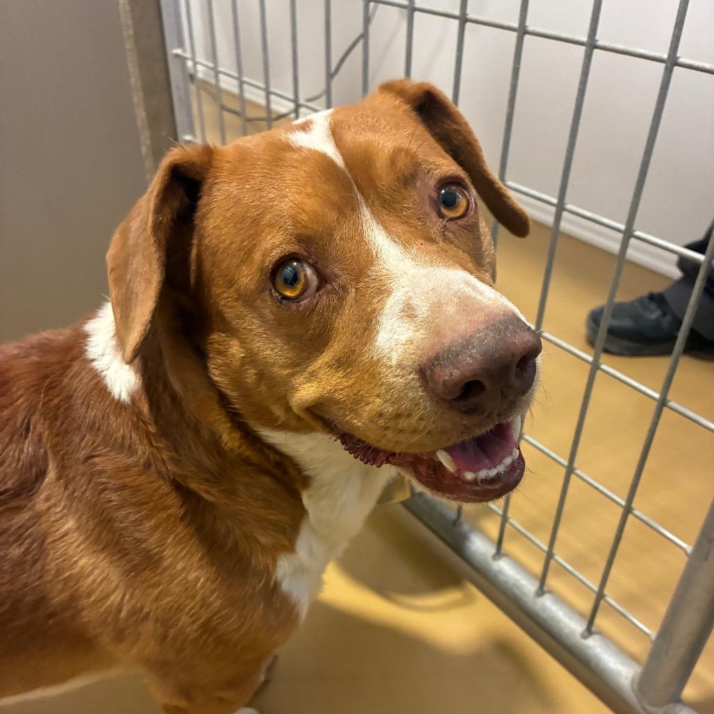 Enlarge Copper, a Adoptable mixed breed in Bernalillo, NM image 1/6