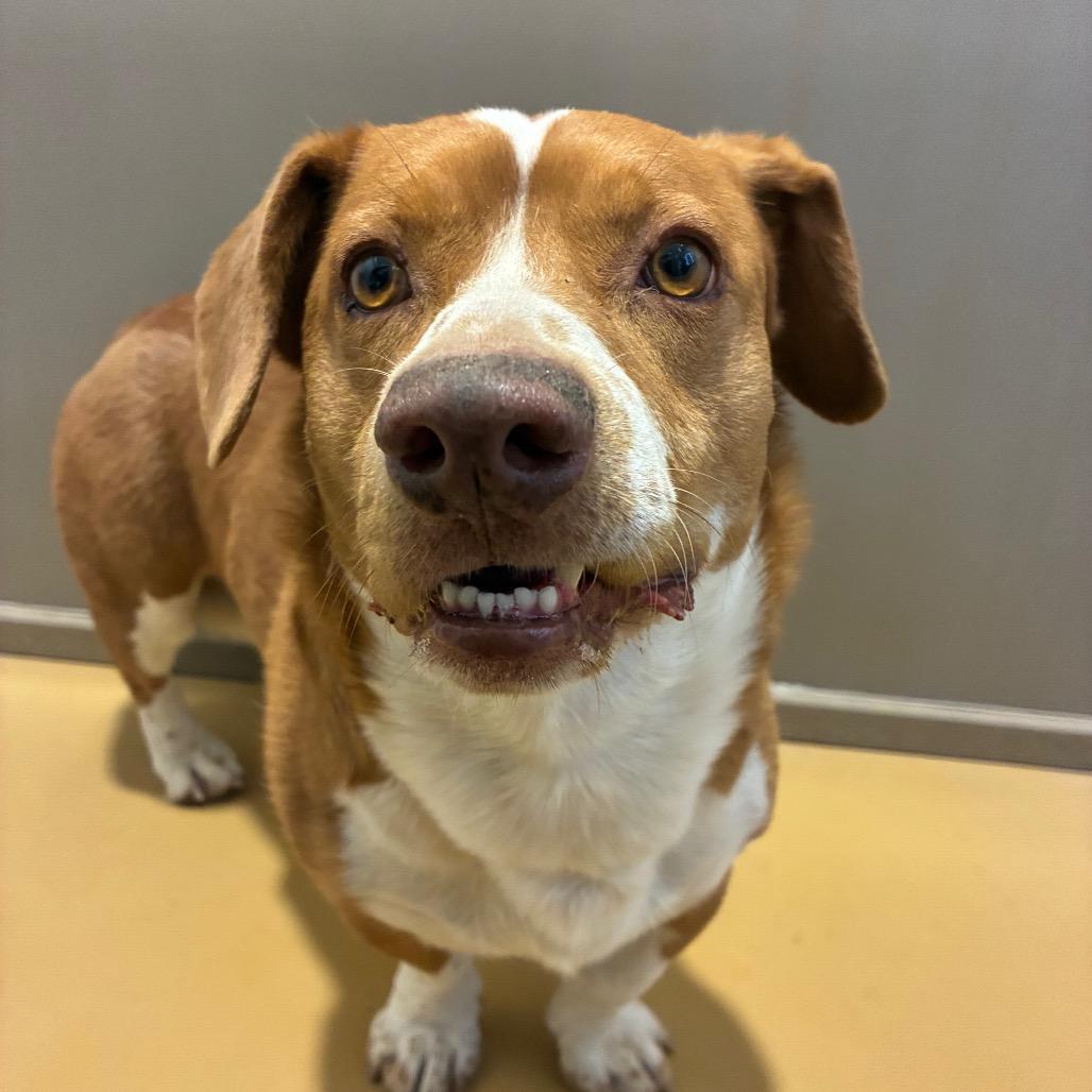 Enlarge Copper, a Adoptable mixed breed in Bernalillo, NM image 2/6