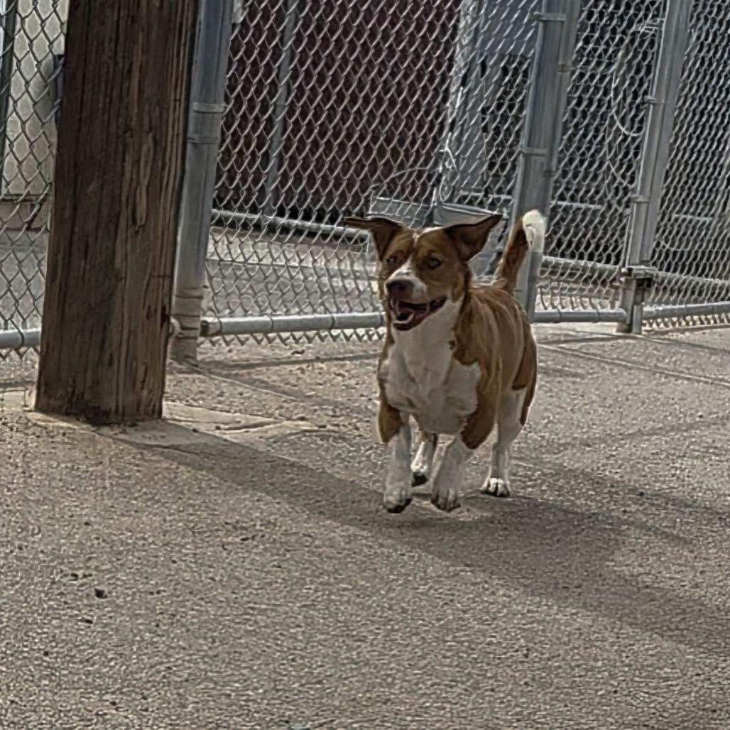 Enlarge Copper, a Adoptable mixed breed in Bernalillo, NM image 3/6