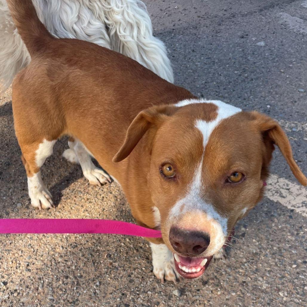 Enlarge Copper, a Adoptable mixed breed in Bernalillo, NM image 4/6
