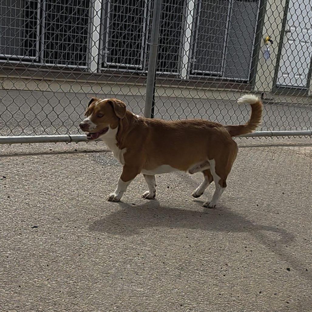 Enlarge Copper, a Adoptable mixed breed in Bernalillo, NM image 5/6