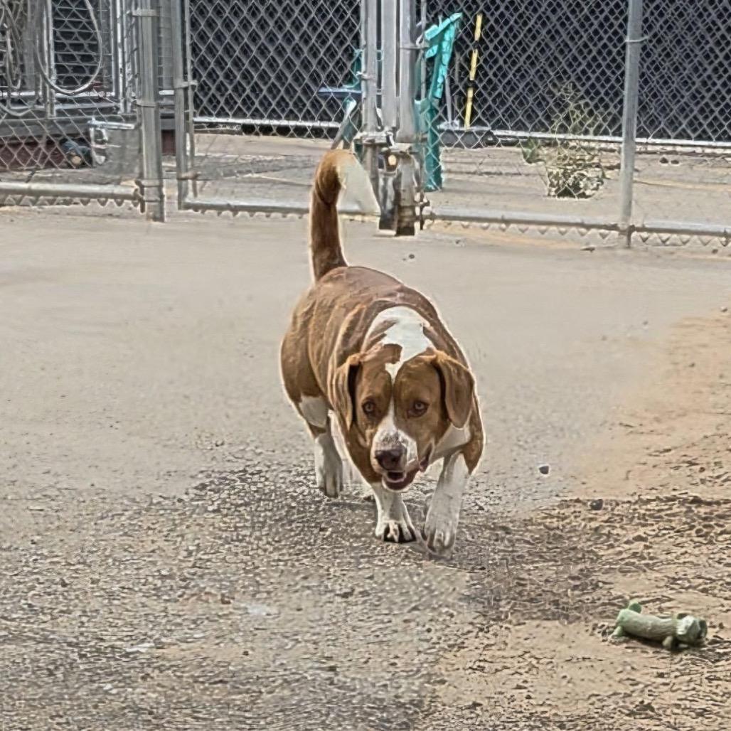 Enlarge Copper, a Adoptable mixed breed in Bernalillo, NM image 6/6
