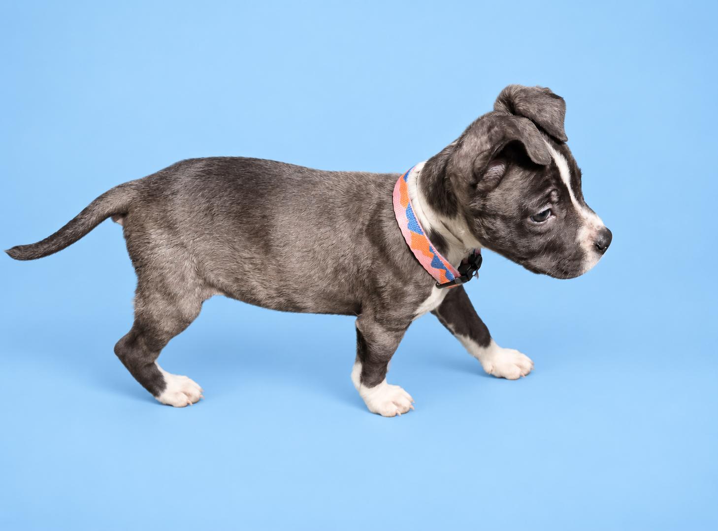 Ella, Adoptable, Puppy Female American Staffordshire Terrier & American Bully.