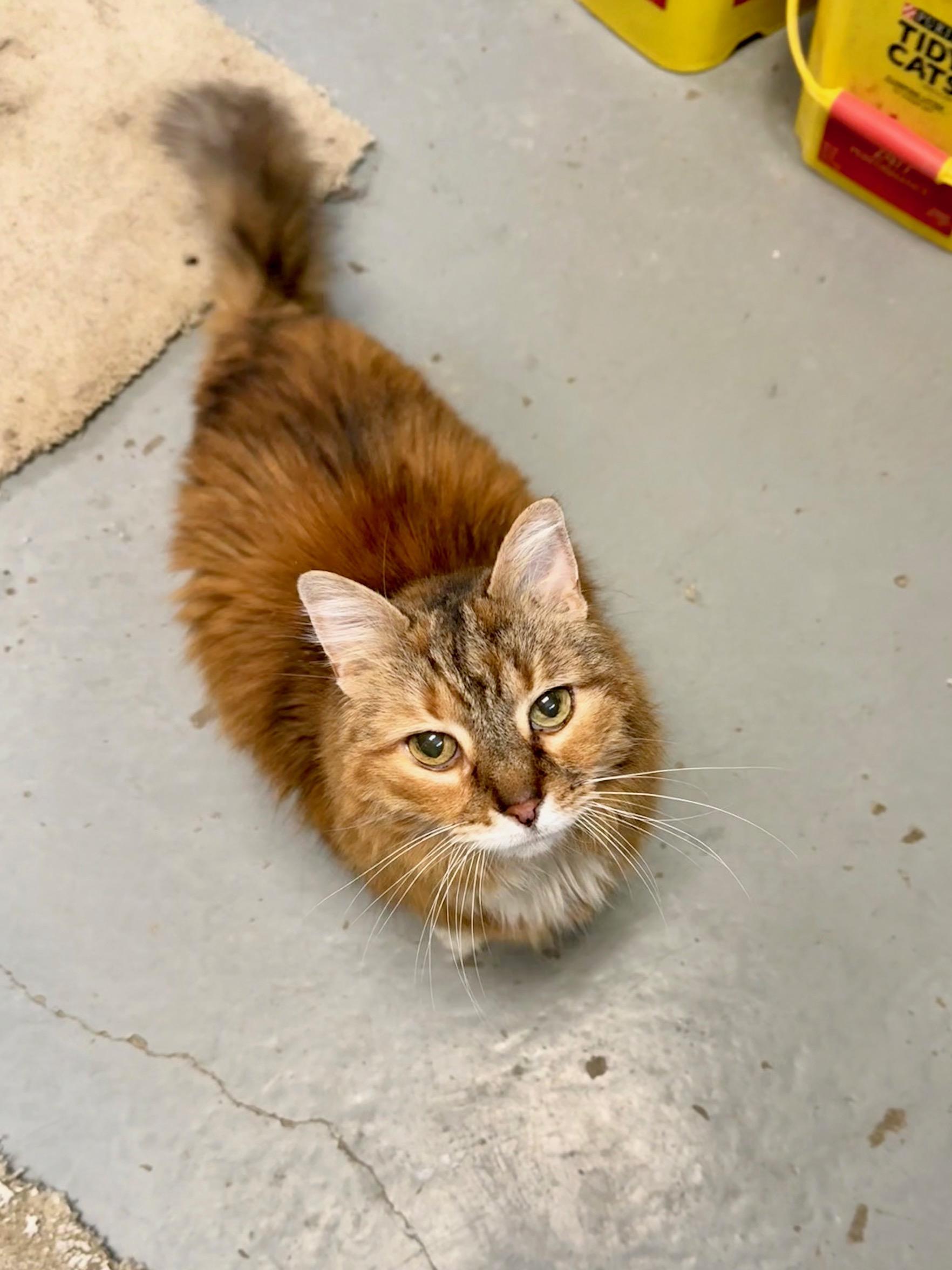 Fluff, a Adoptable mixed breed in Union Lake, MI image 1/2