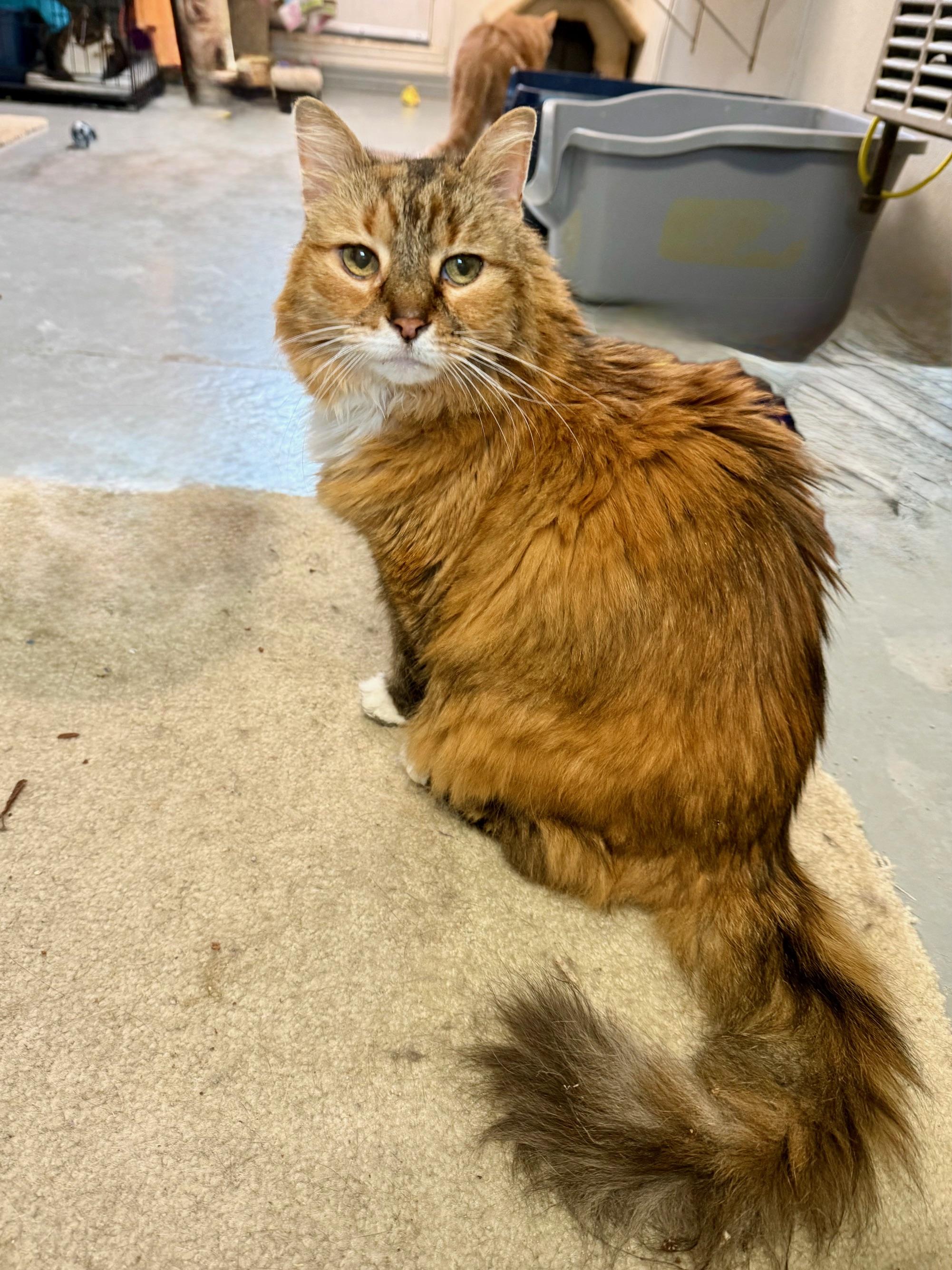 Fluff, a Adoptable mixed breed in Union Lake, MI image 2/2