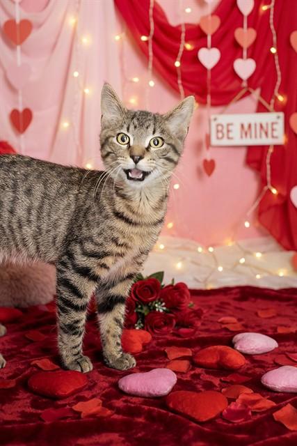 Enlarge FALLON, a Adoptable Domestic Short Hair in Belleville, IL image 1/1