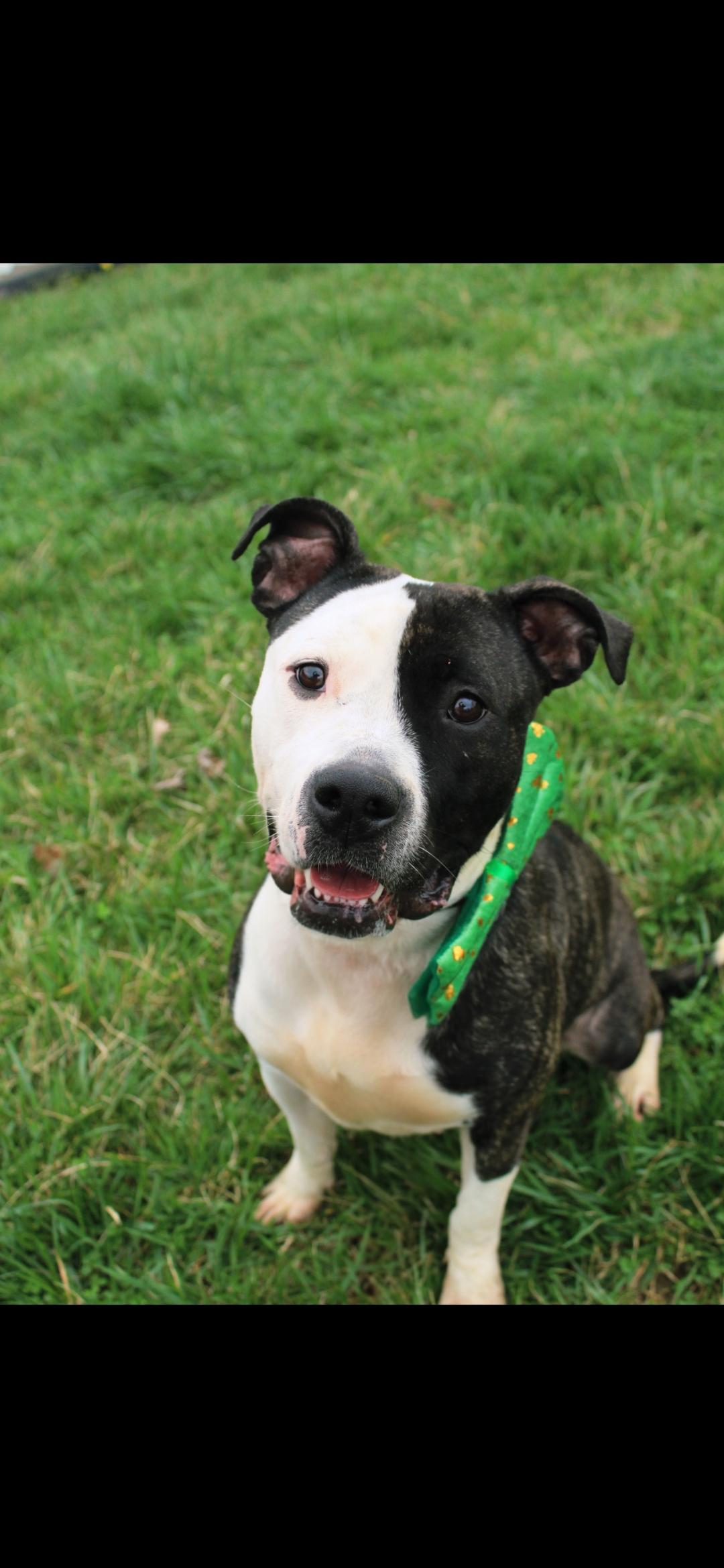 Enlarge Layla , a ADOPTABLE mixed breed in Berea, KY image 2/2