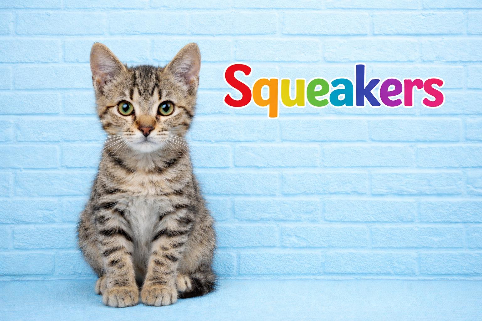 Enlarge Squeekers, a ADOPTABLE Domestic Short Hair in queen creek, AZ image 1/4
