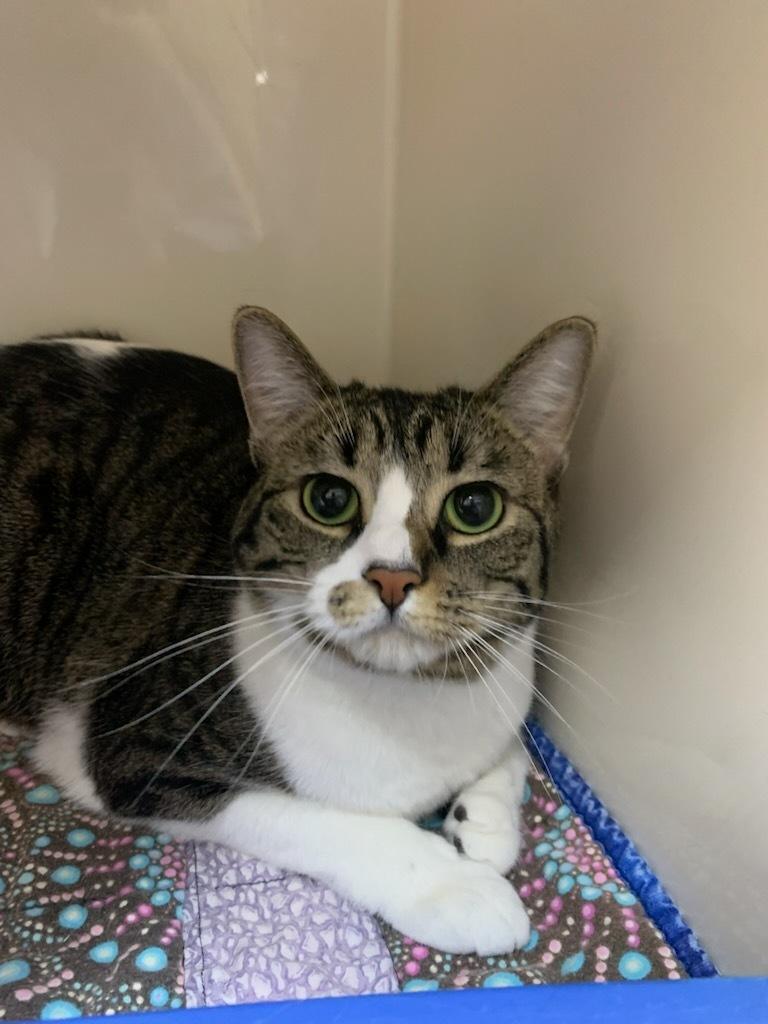 Moana, ADOPTABLE, Adult Female Domestic Short Hair.