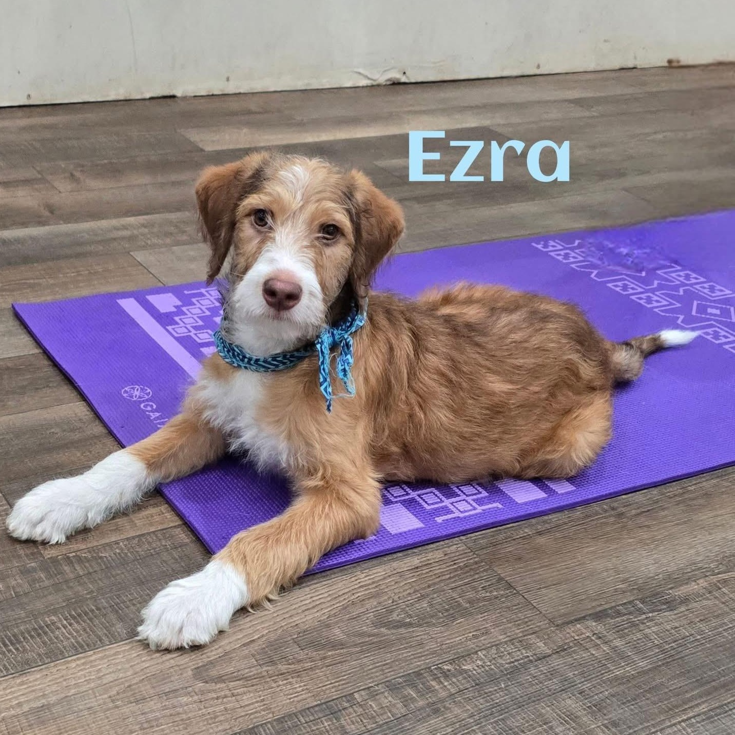 Ezra, ADOPTABLE, Puppy Male Mixed Breed.