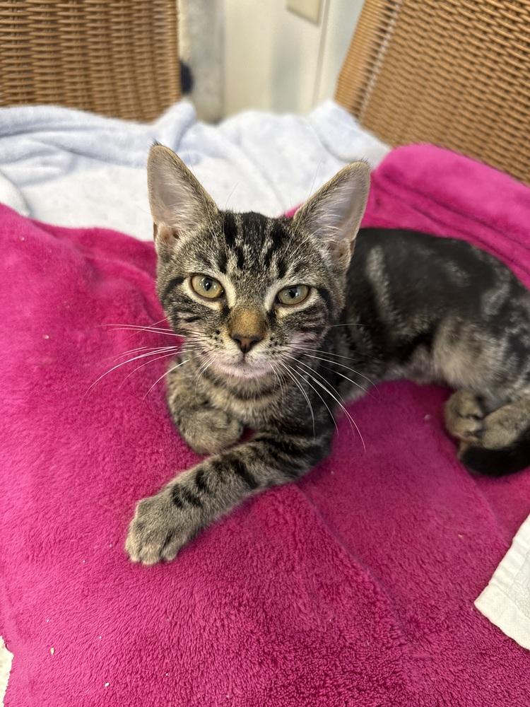 Sailor Saturn, Adoptable, Kitten Female Domestic Short Hair.