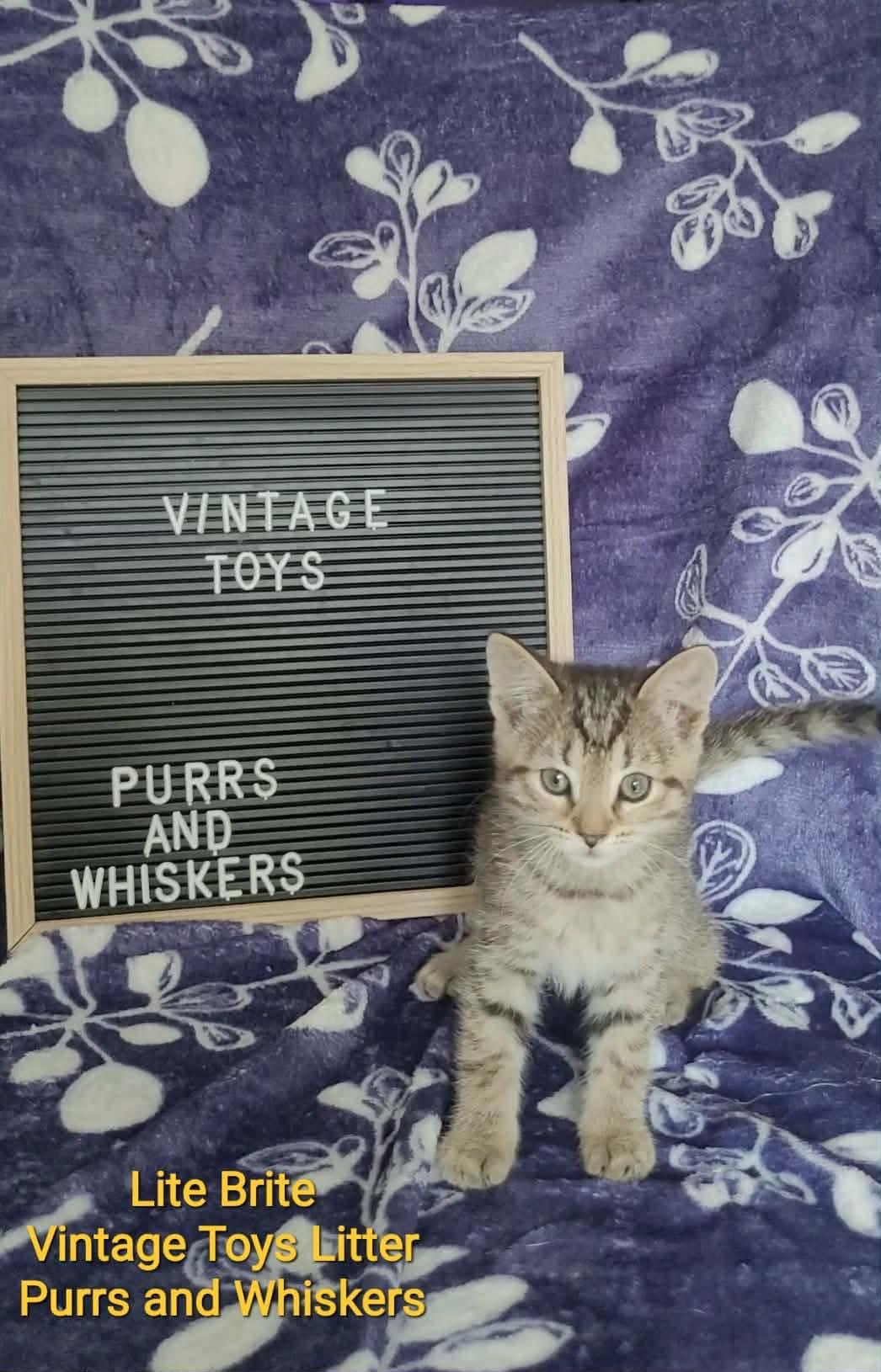 Lite Brite, ADOPTABLE, Kitten Female Domestic Short Hair.