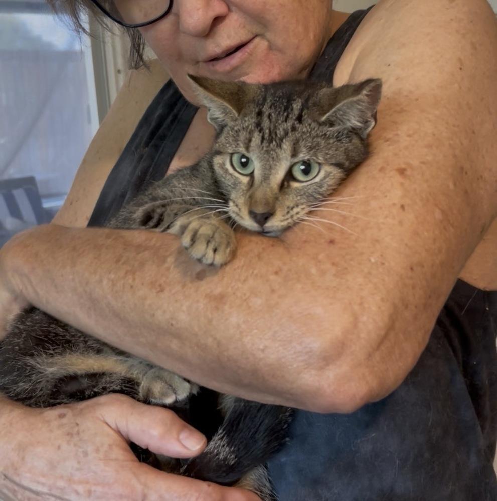 Sezamee, Adoptable, Kitten Female Domestic Short Hair.