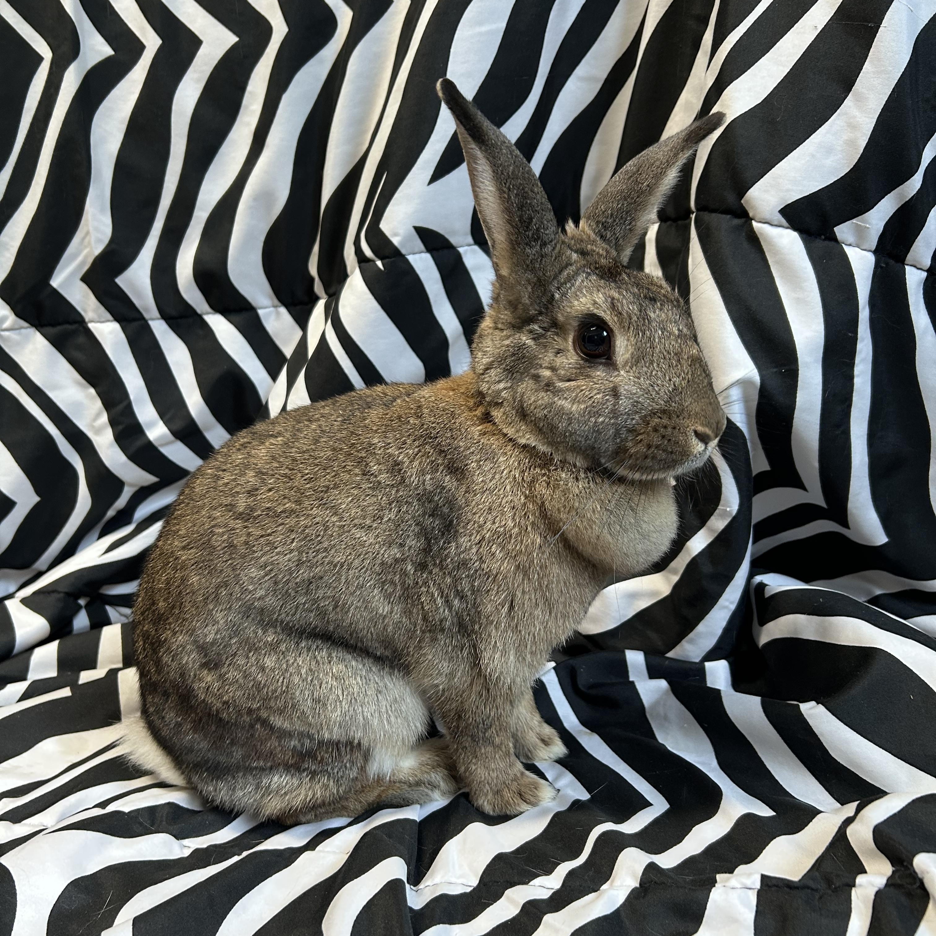 Wendy, Adult Female Chinchilla
