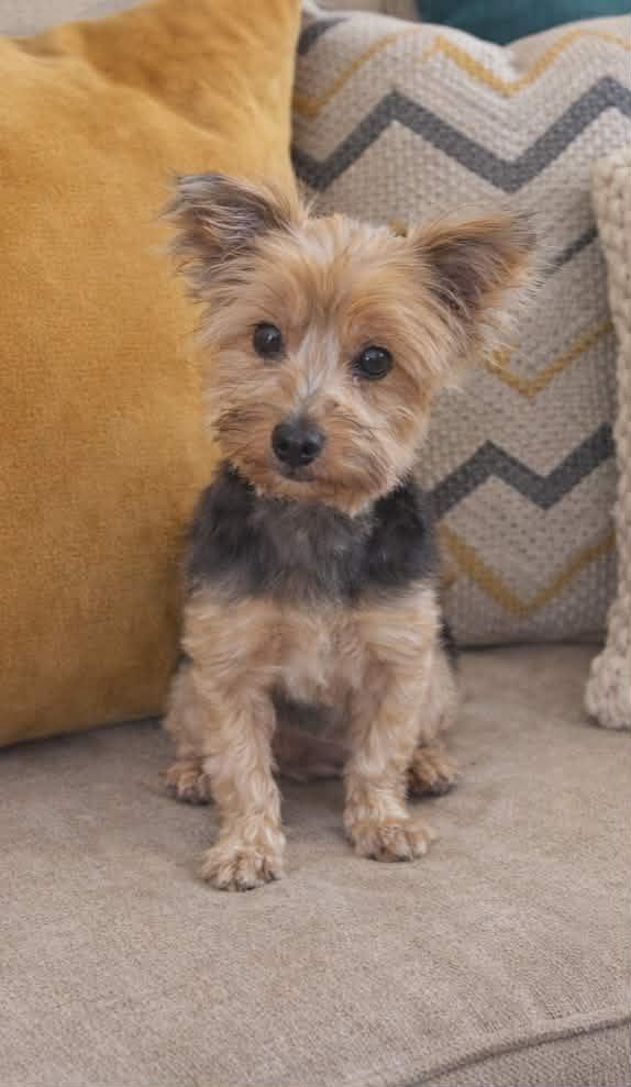 Friday, ADOPTABLE, Adult Female Yorkshire Terrier.