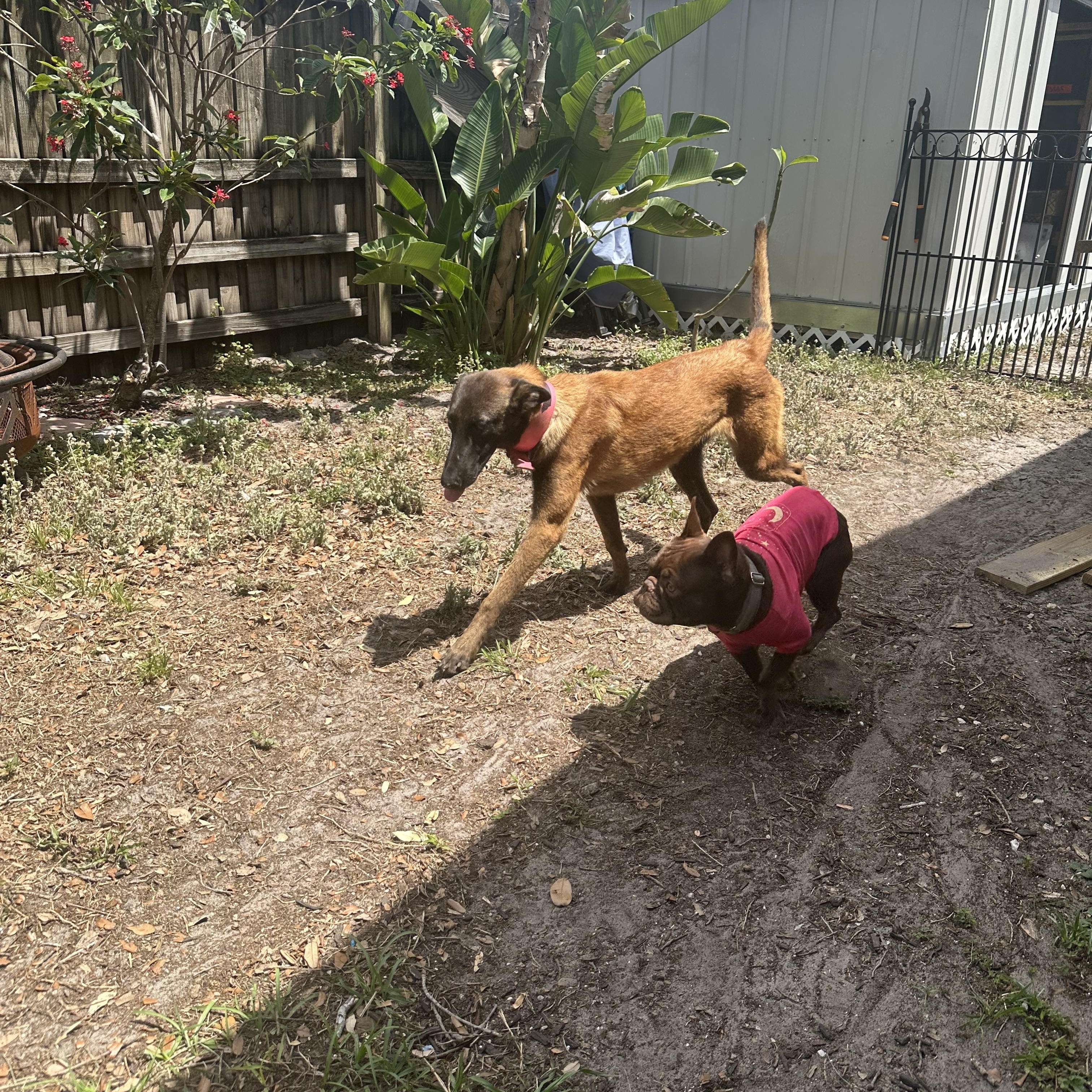 Enlarge Sasha, a Adoptable Belgian Shepherd / Malinois in Parrish, FL image 1/6