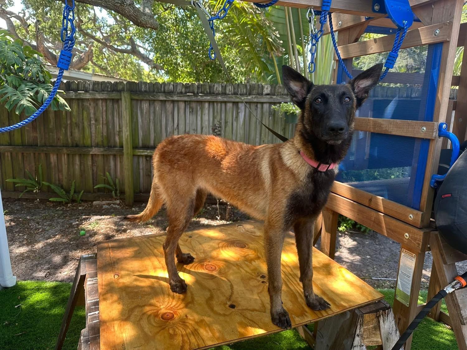 Enlarge Sasha, a Adoptable Belgian Shepherd / Malinois in Parrish, FL image 2/6