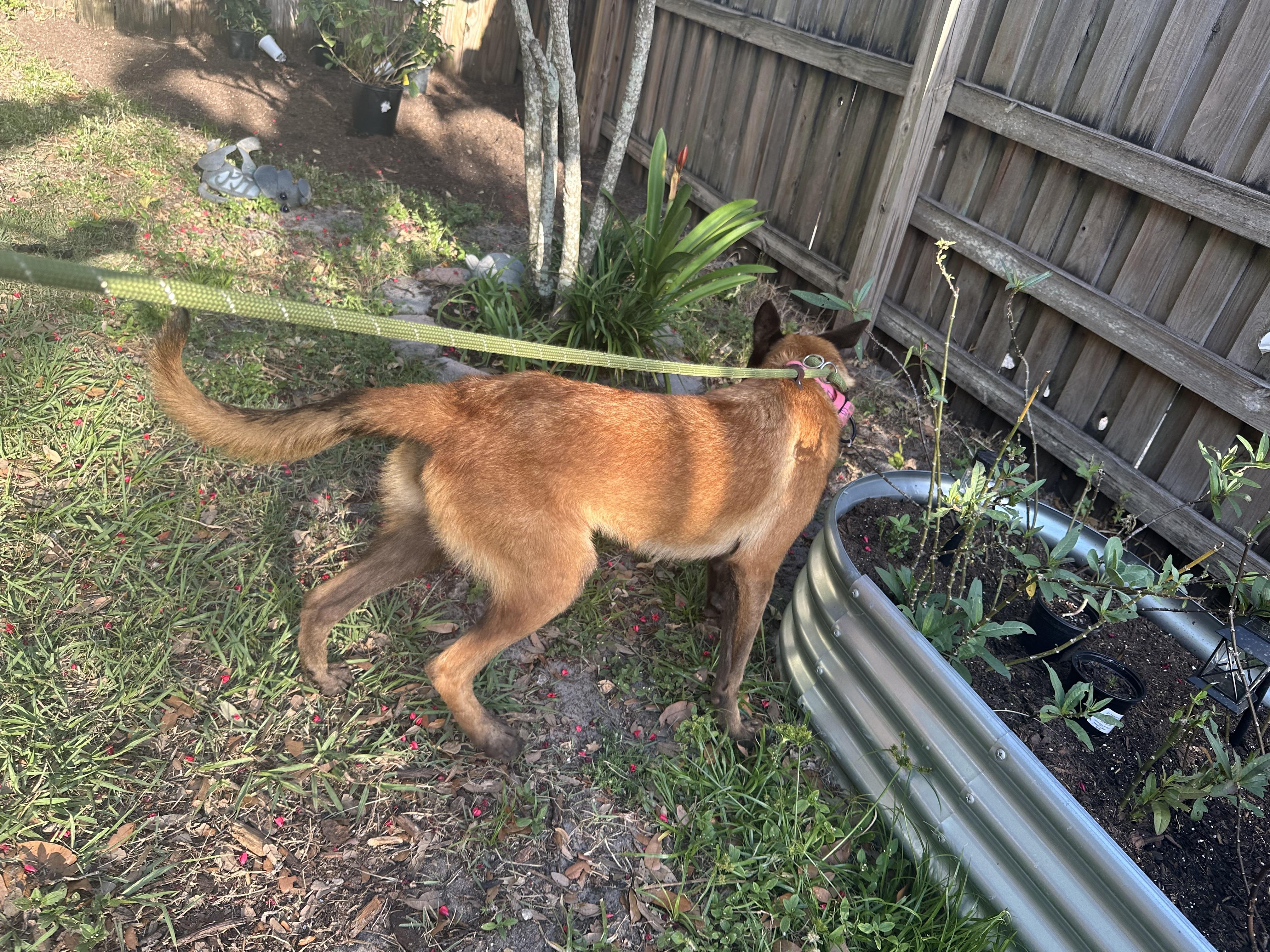 Enlarge Sasha, a Adoptable Belgian Shepherd / Malinois in Parrish, FL image 3/6