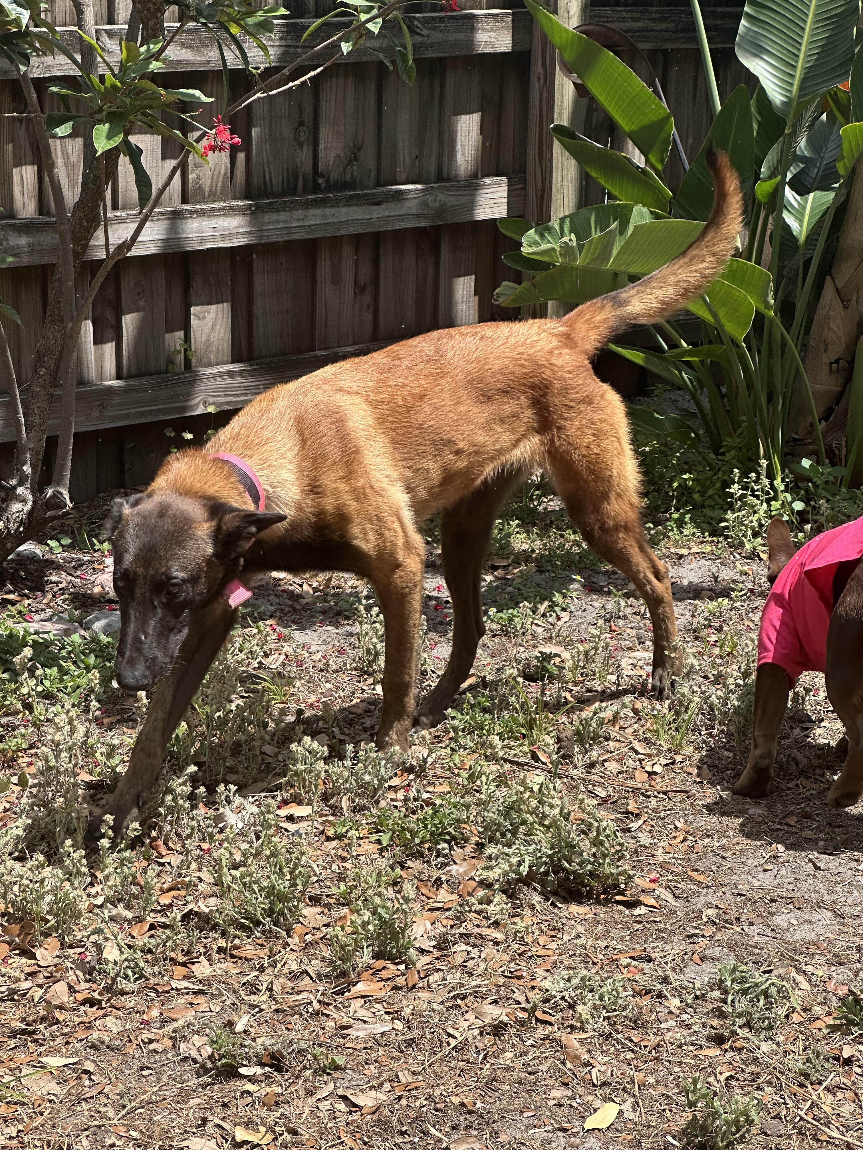 Enlarge Sasha, a Adoptable Belgian Shepherd / Malinois in Parrish, FL image 4/6