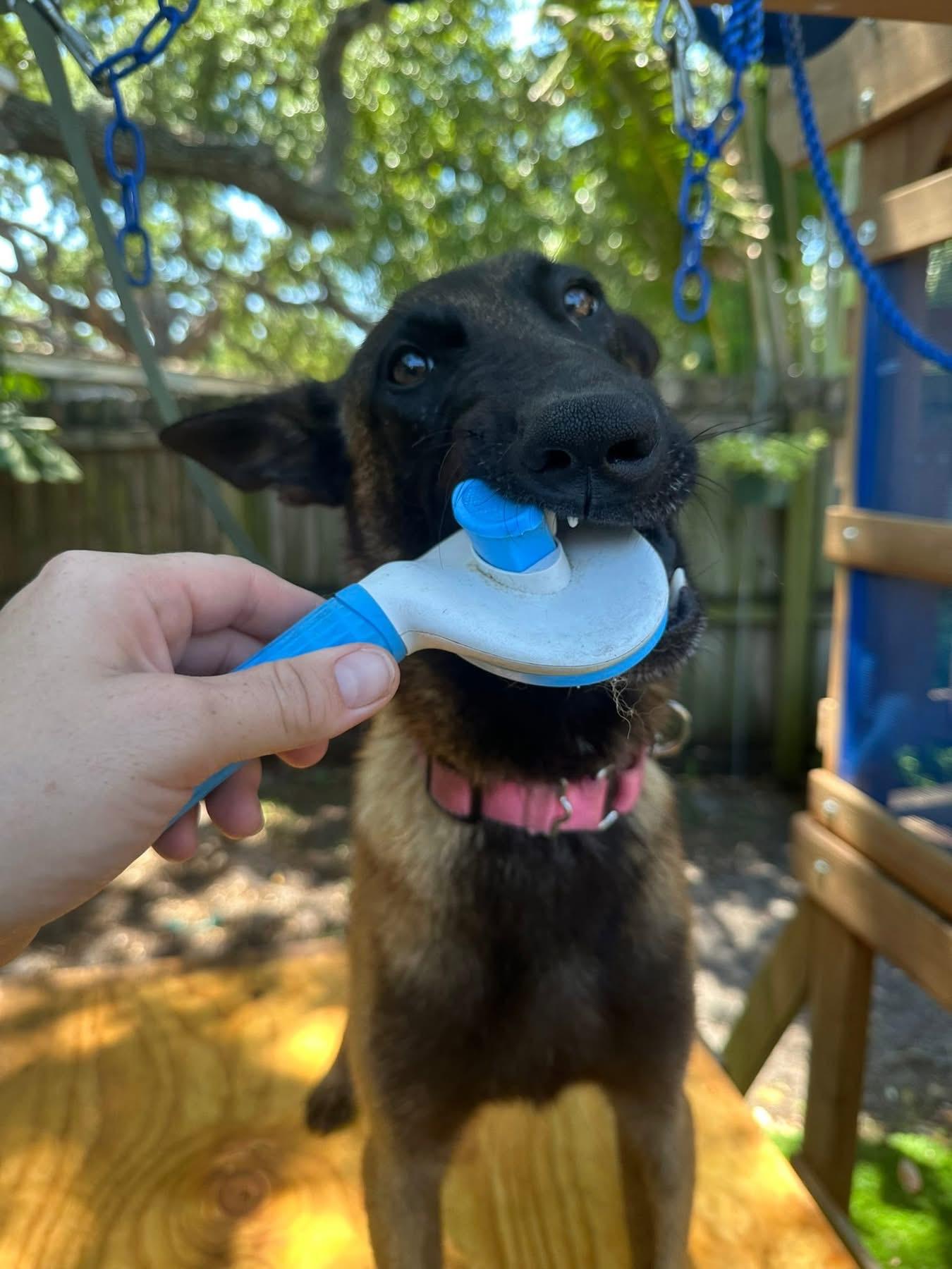 Enlarge Sasha, a Adoptable Belgian Shepherd / Malinois in Parrish, FL image 5/6