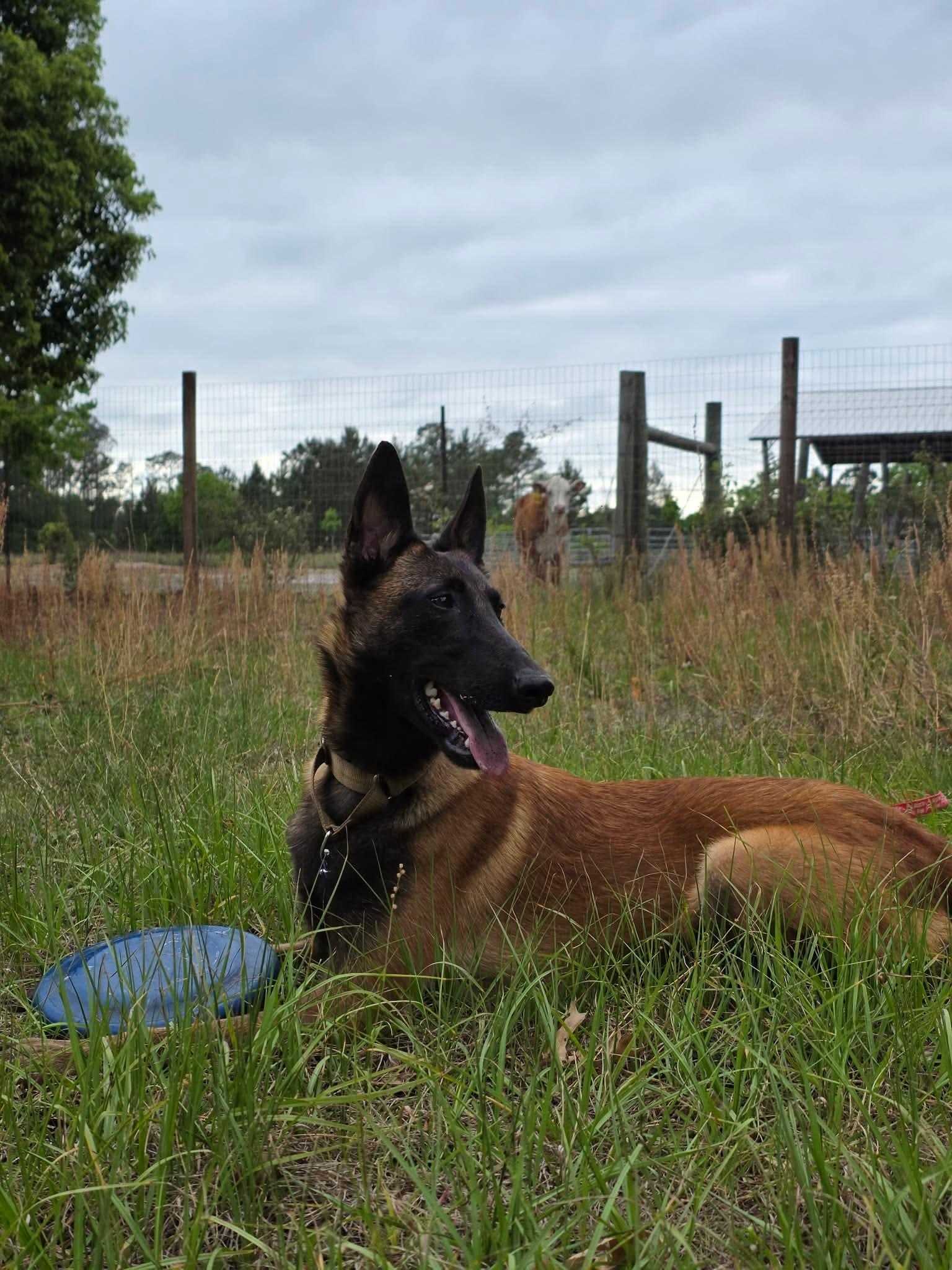 Enlarge Sasha, a Adoptable Belgian Shepherd / Malinois in Parrish, FL image 5/6