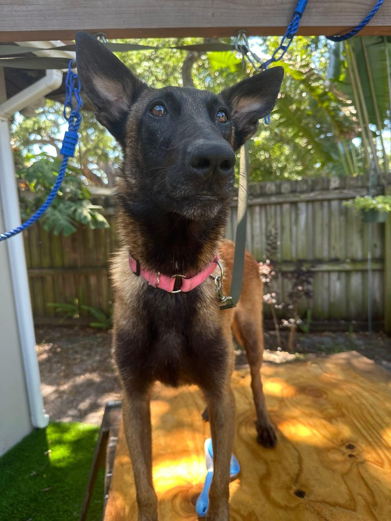 Enlarge Sasha, a Adoptable Belgian Shepherd / Malinois in Parrish, FL image 6/6