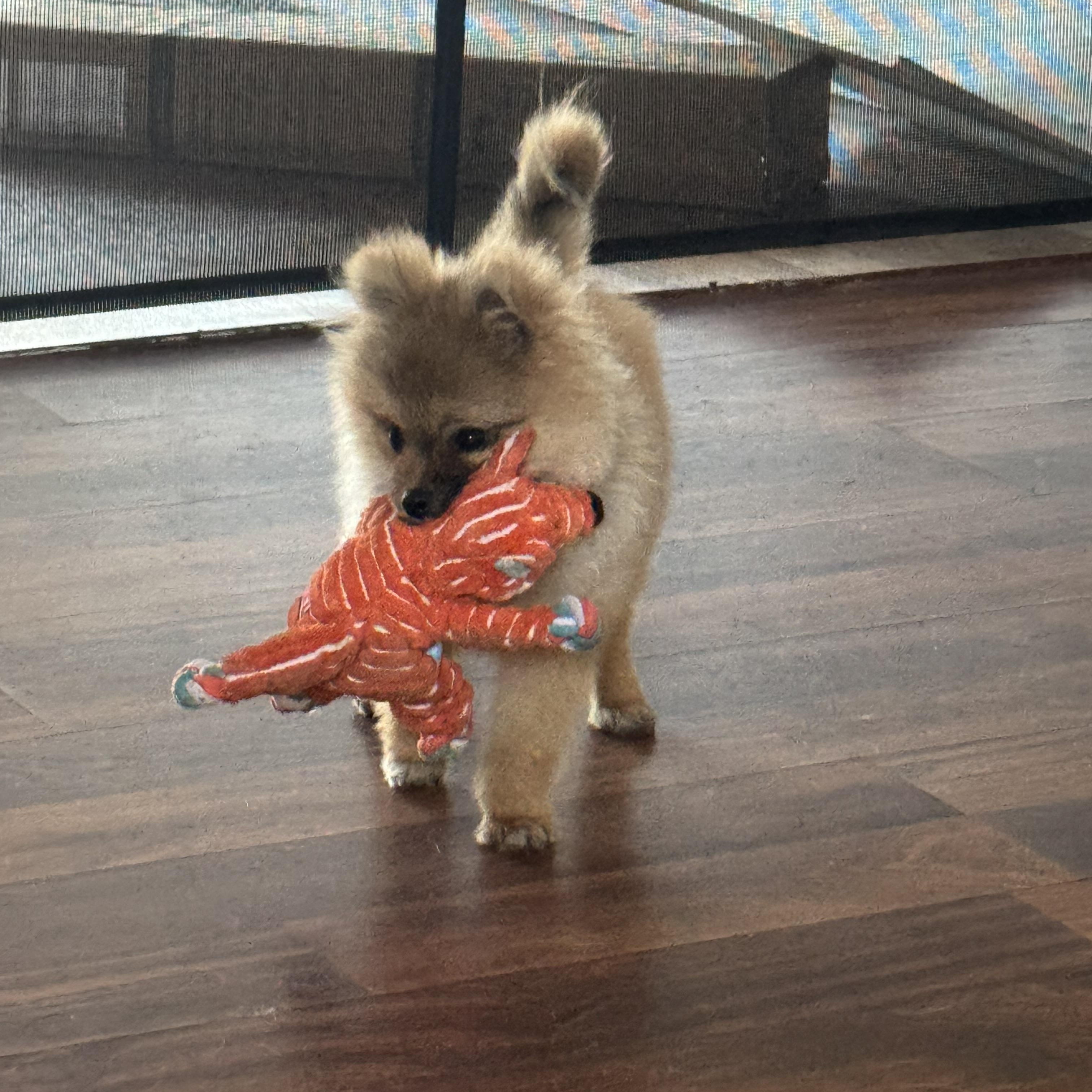 Simba, an adopted Pomeranian in Arlington, TX image 4/6