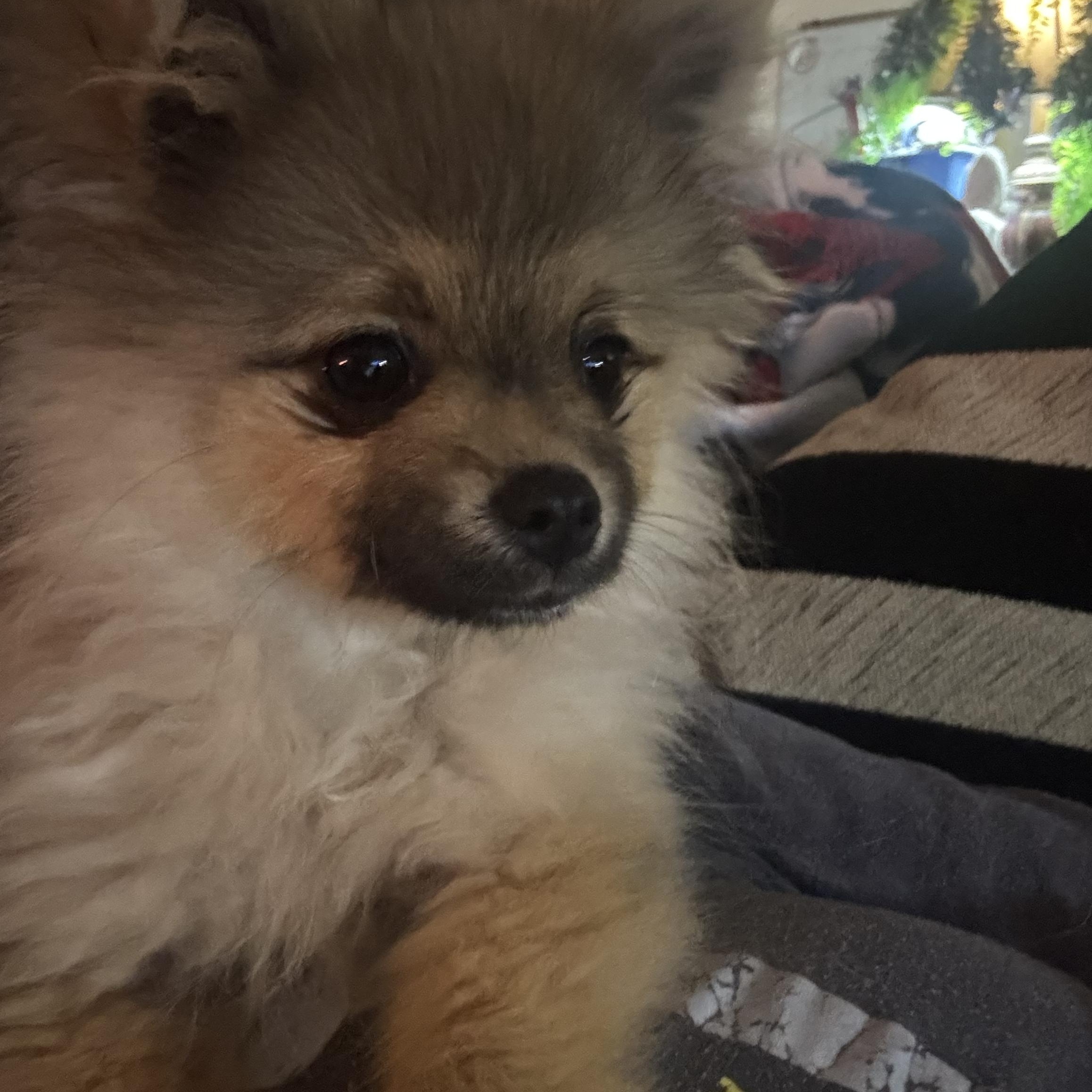 Simba, an adopted Pomeranian in Arlington, TX image 2/6