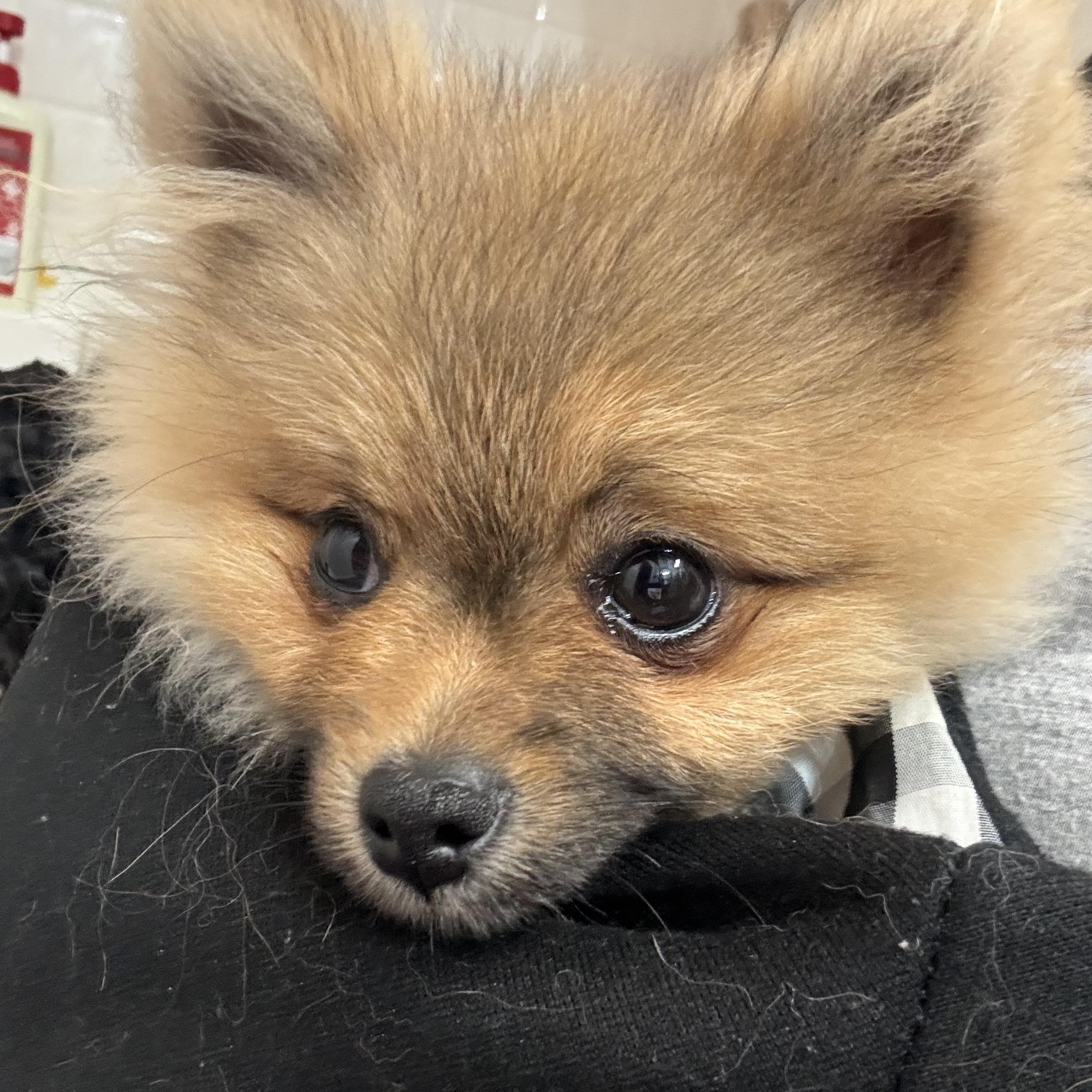Simba, an adopted Pomeranian in Arlington, TX image 3/6