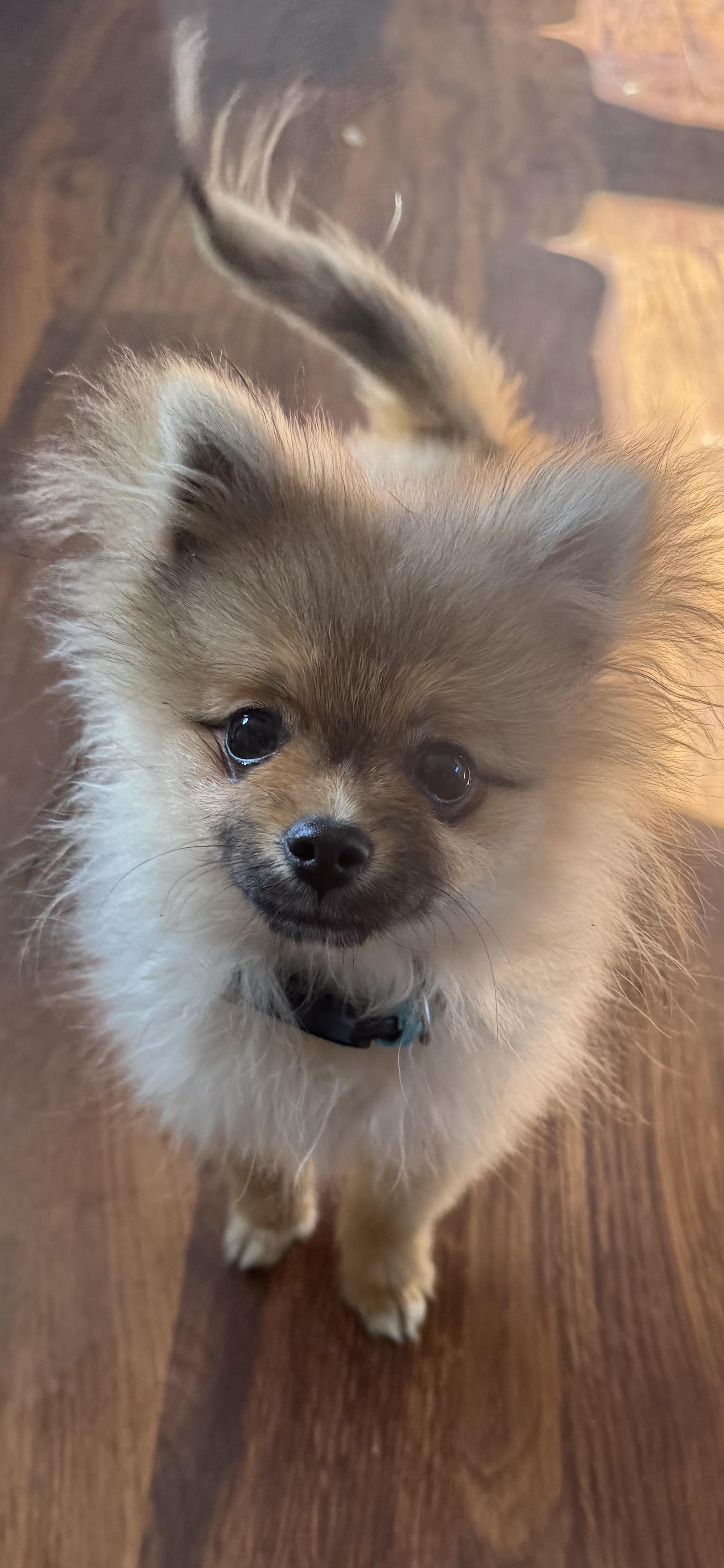 Simba, an adopted Pomeranian in Arlington, TX image 1/6