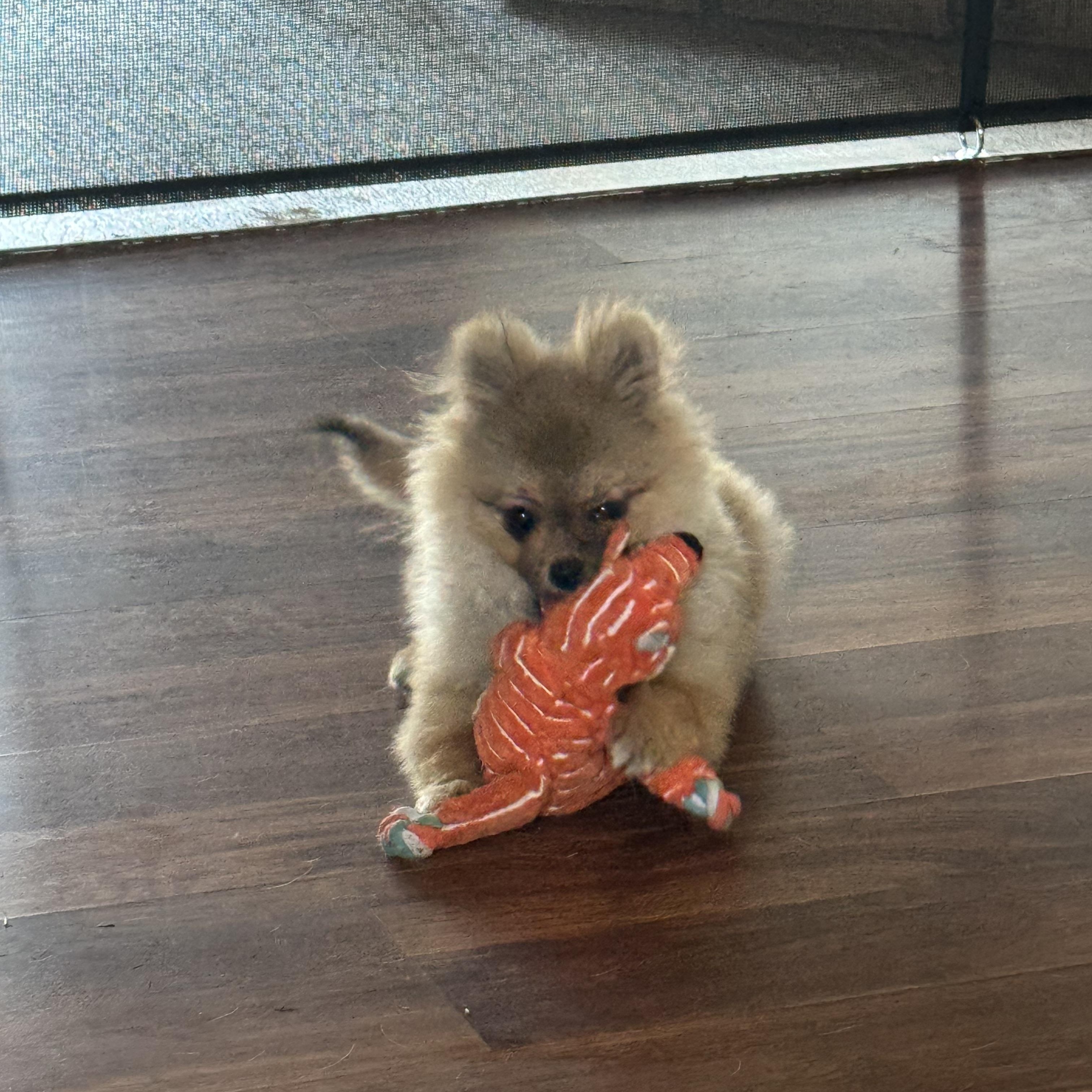 Simba, an adopted Pomeranian in Arlington, TX image 6/6