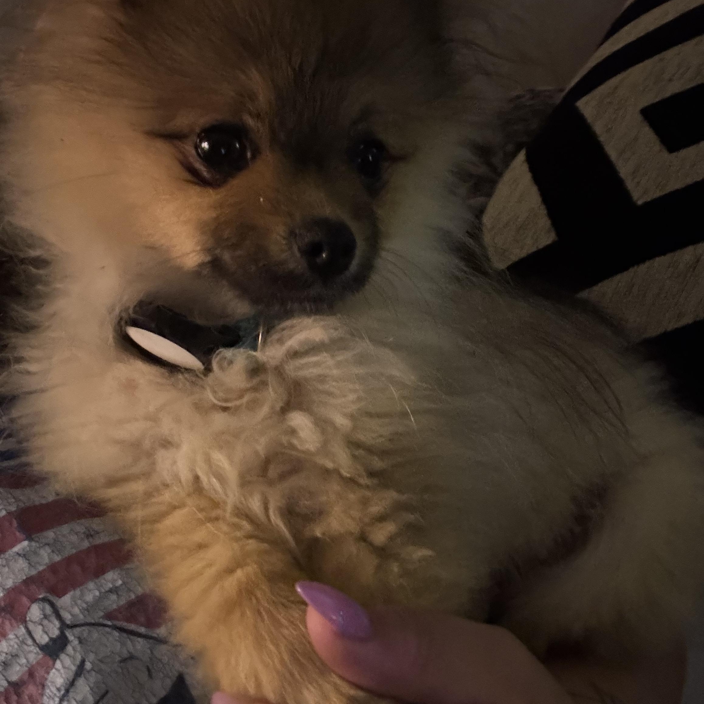 Simba, an adopted Pomeranian in Arlington, TX image 5/6