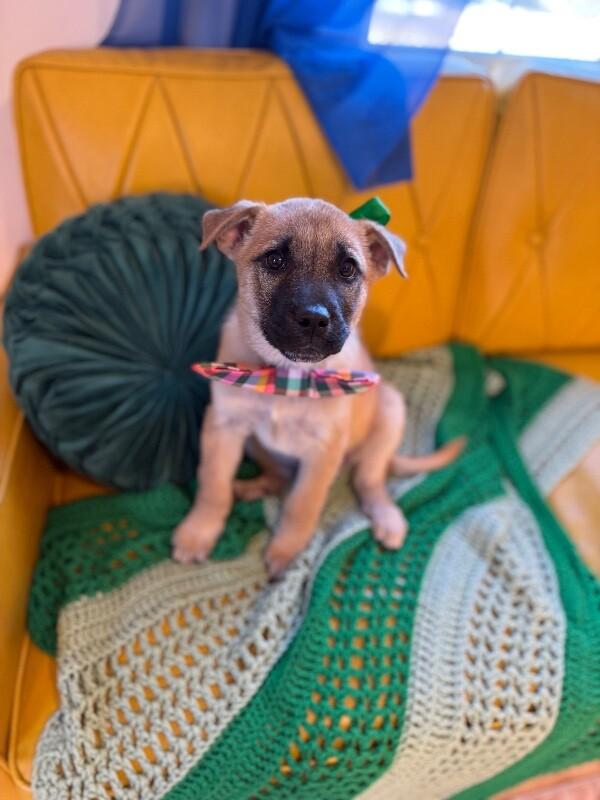 Flurry Rain — thumbnail 3