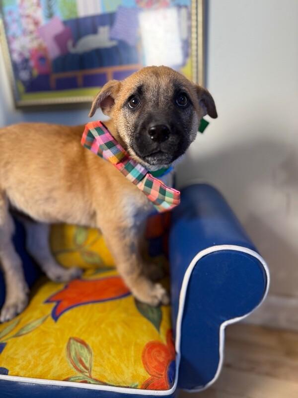 Flurry Rain — thumbnail 4