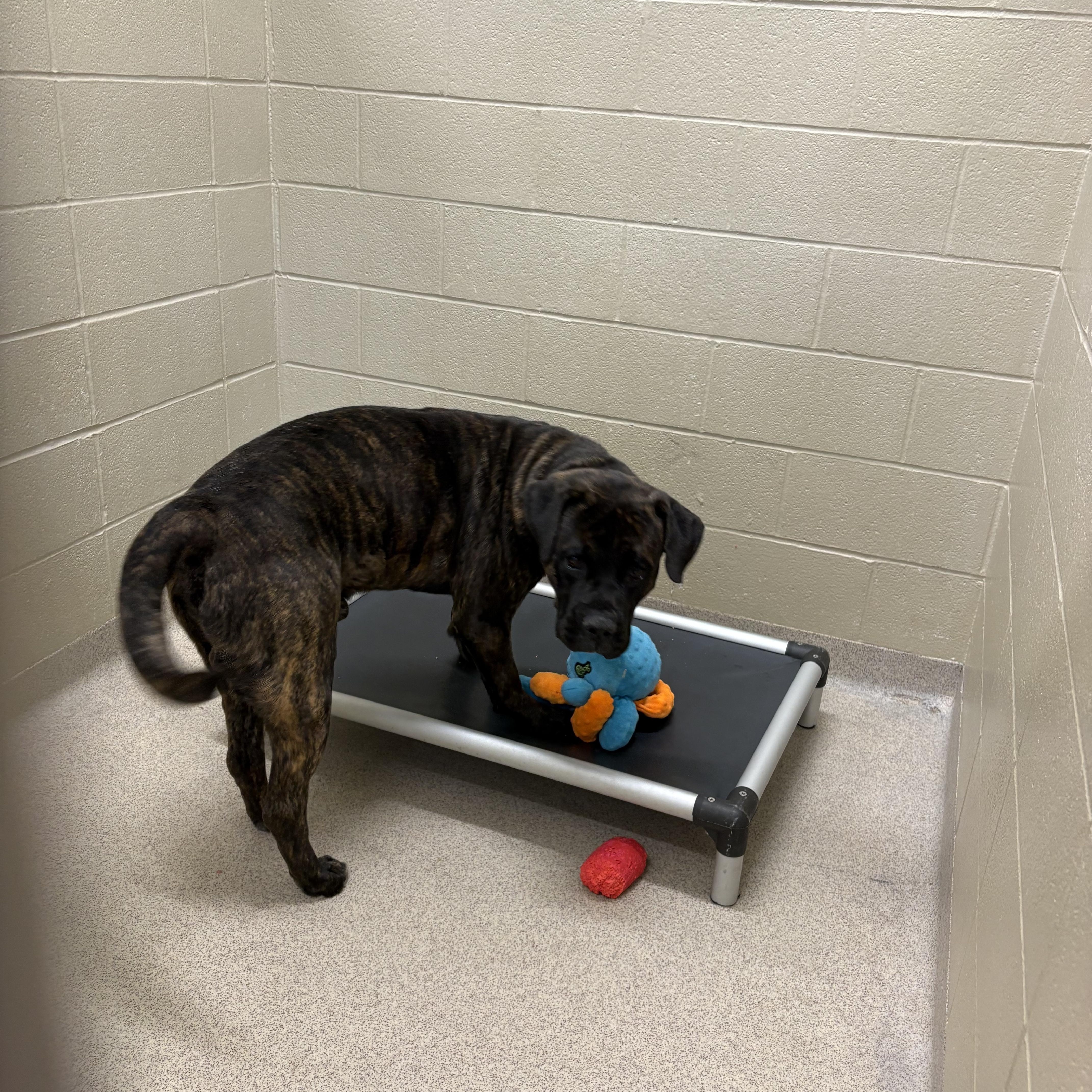 Enlarge Bubba, a ADOPTABLE mixed breed in Youngstown, OH image 3/4