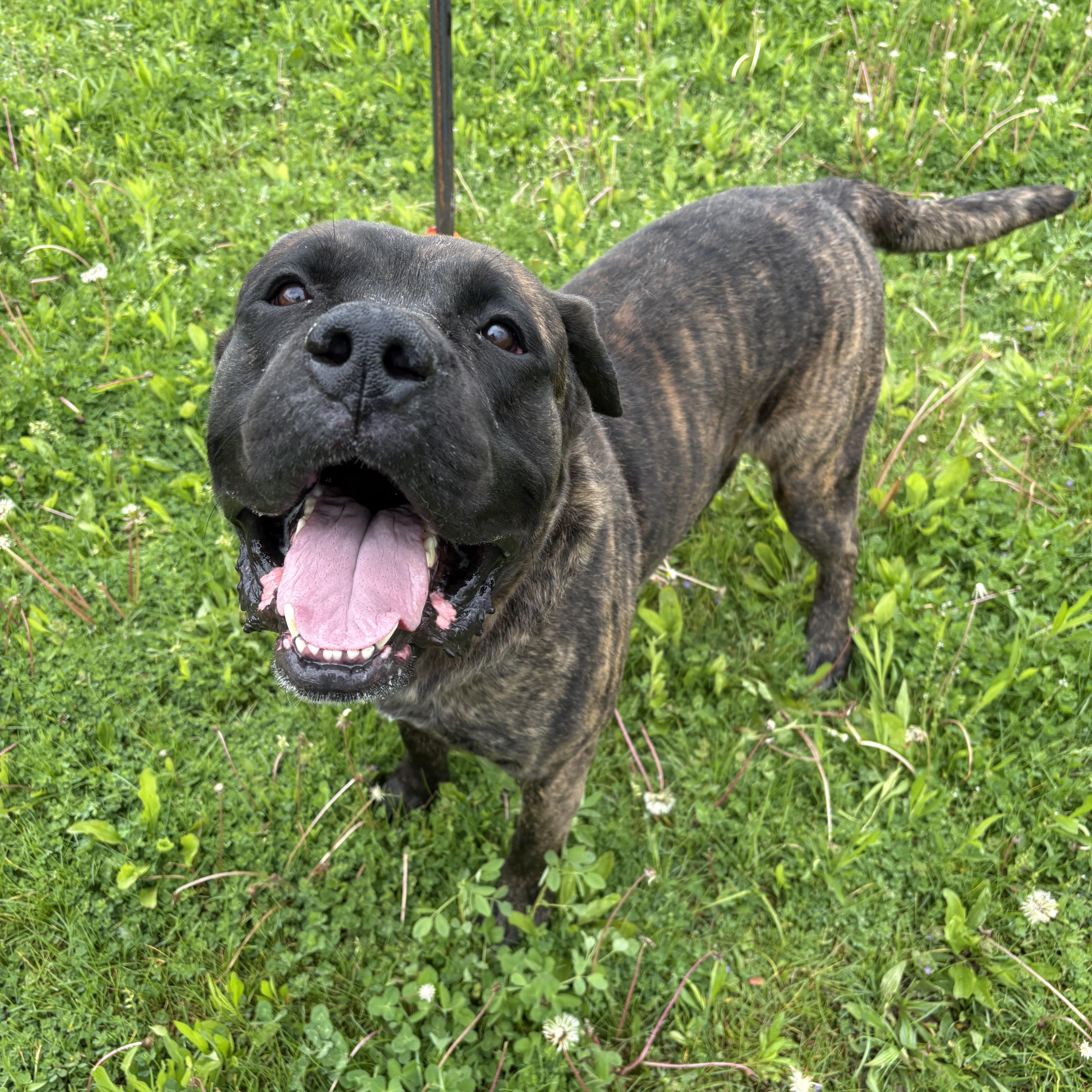 Enlarge Bubba, a ADOPTABLE mixed breed in Youngstown, OH image 2/4