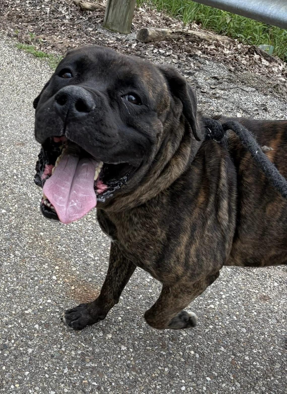 Enlarge Bubba, a ADOPTABLE mixed breed in Youngstown, OH image 1/4