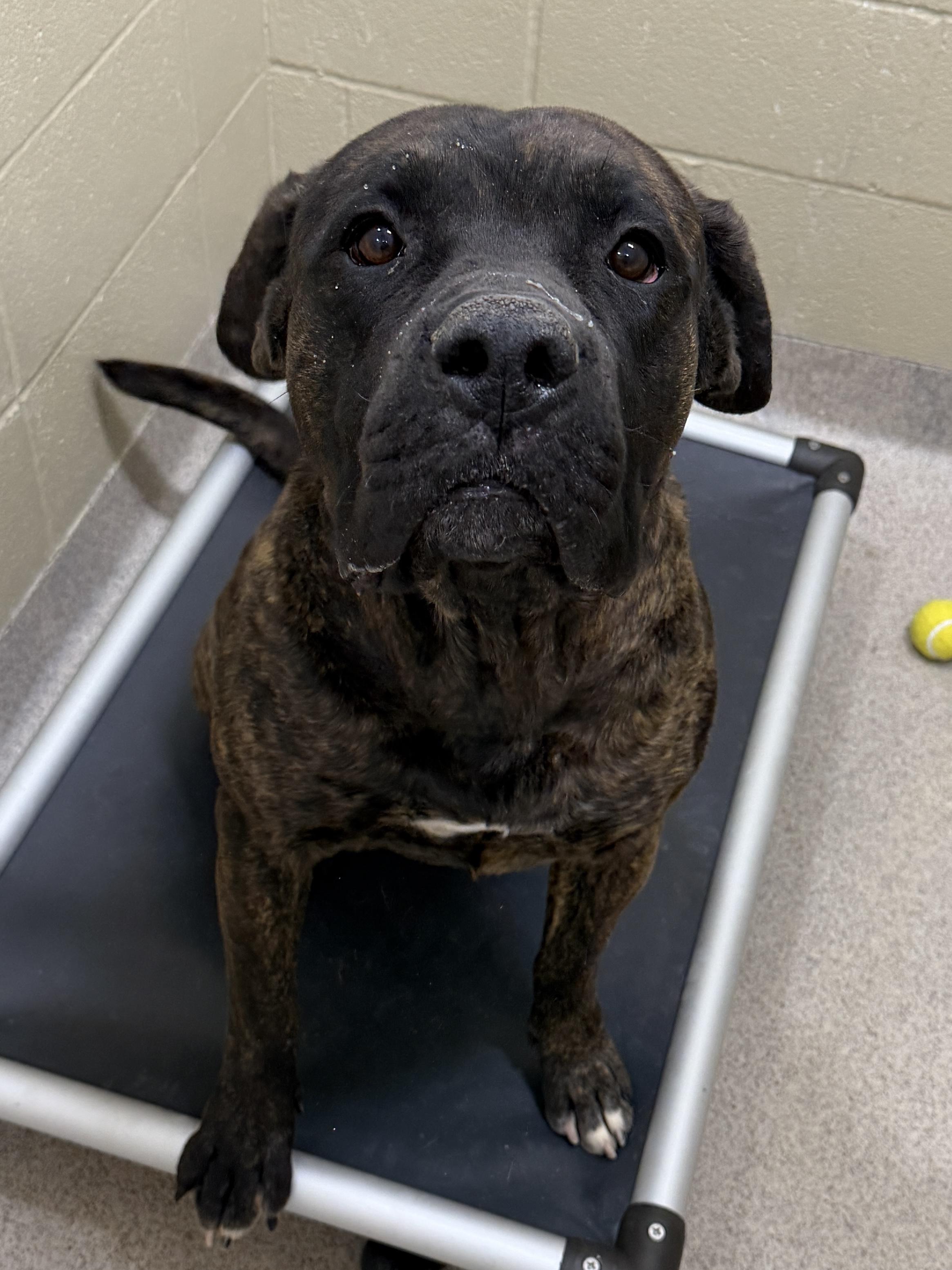Enlarge Bubba, a ADOPTABLE mixed breed in Youngstown, OH image 4/4