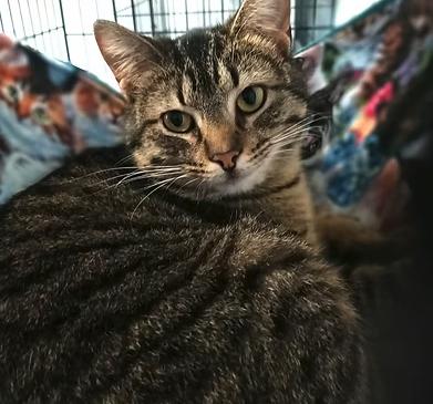 Enlarge Hazel, a Adoptable Domestic Short Hair in Reeds Spring, MO image 1/1