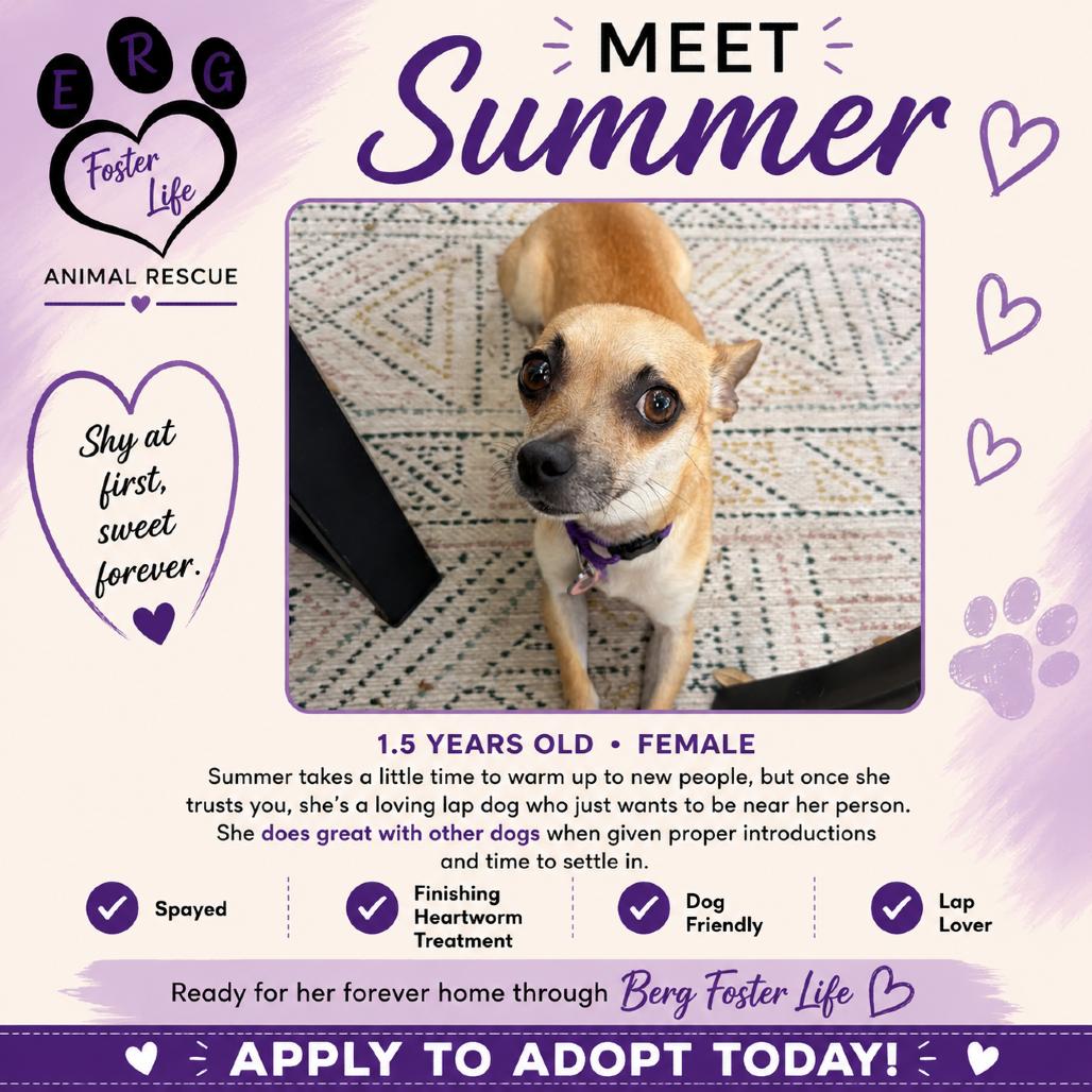 Summer, a Adoptable Chihuahua in Katy, TX image 1/3