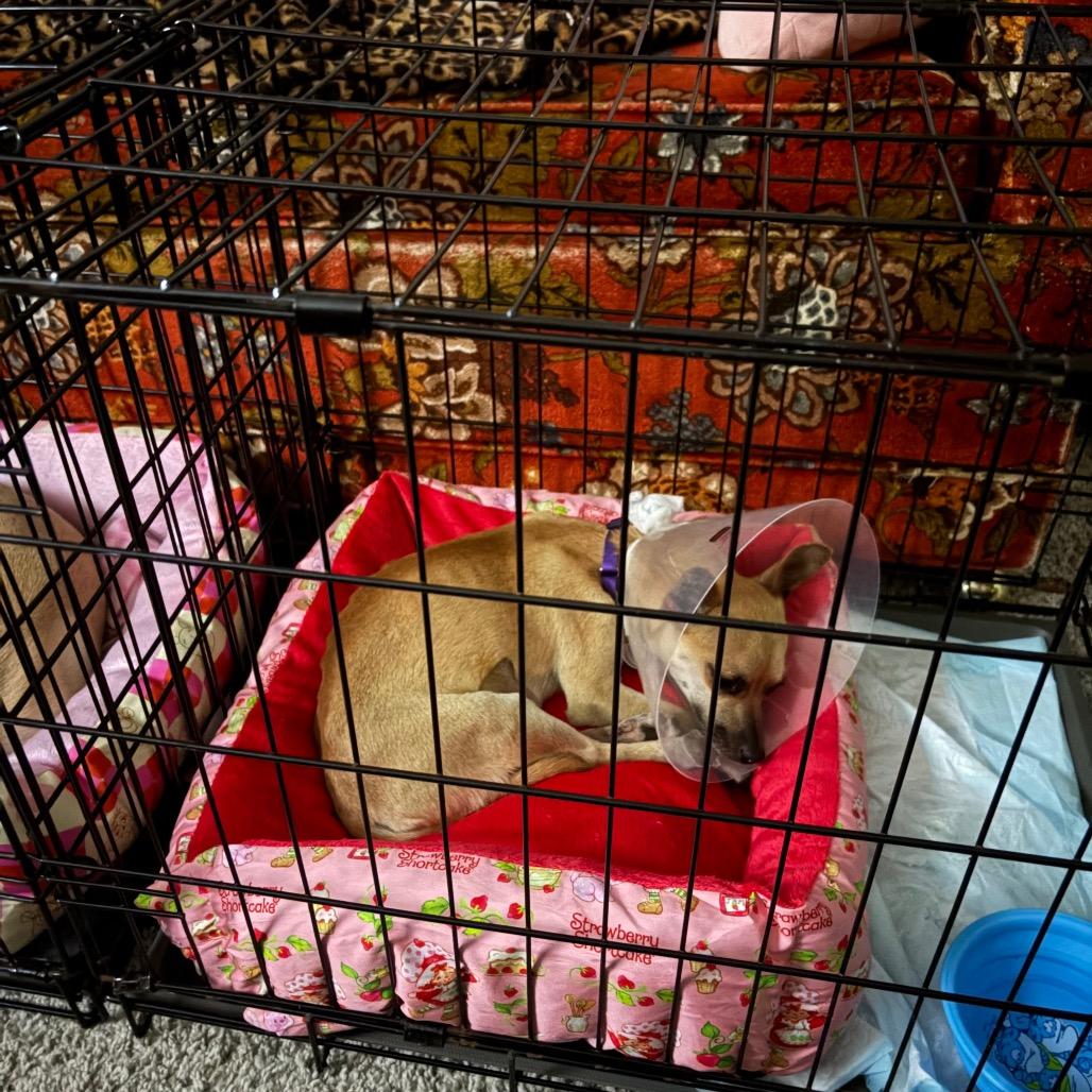 Summer, a Adoptable Chihuahua in Katy, TX image 2/3