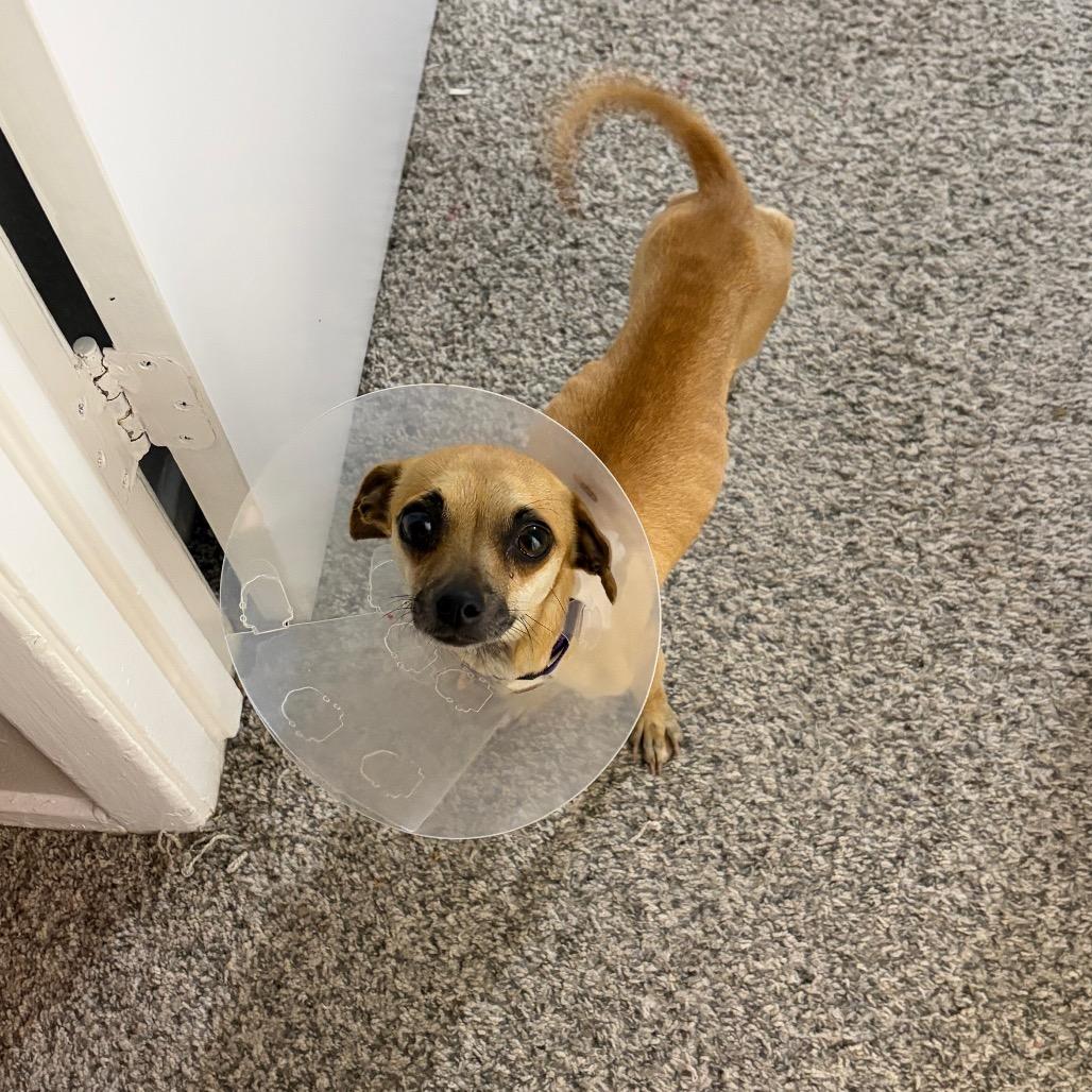 Summer, a Adoptable Chihuahua in Katy, TX image 3/3