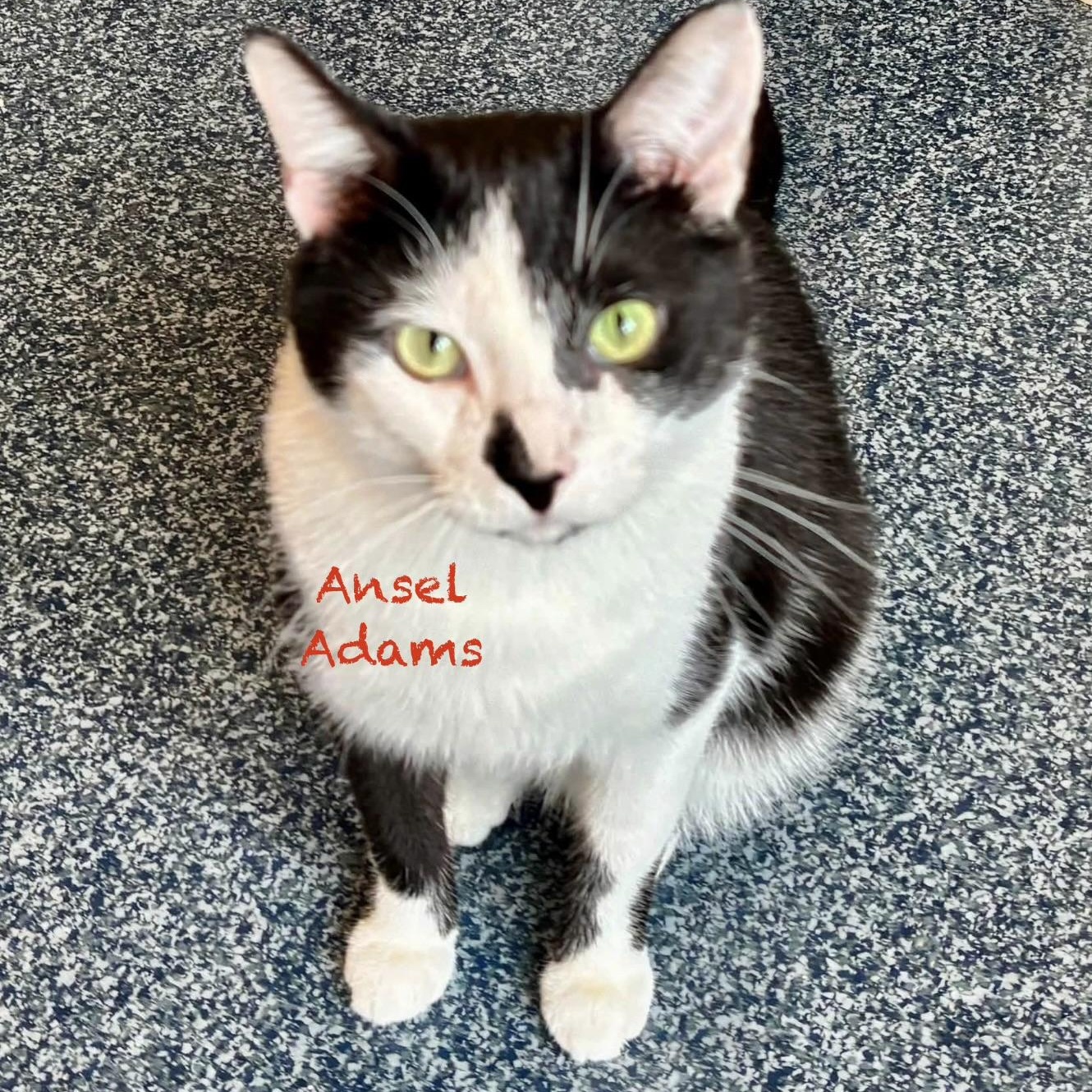 Ansel Adams, adoptable, Adult Male Domestic Short Hair.