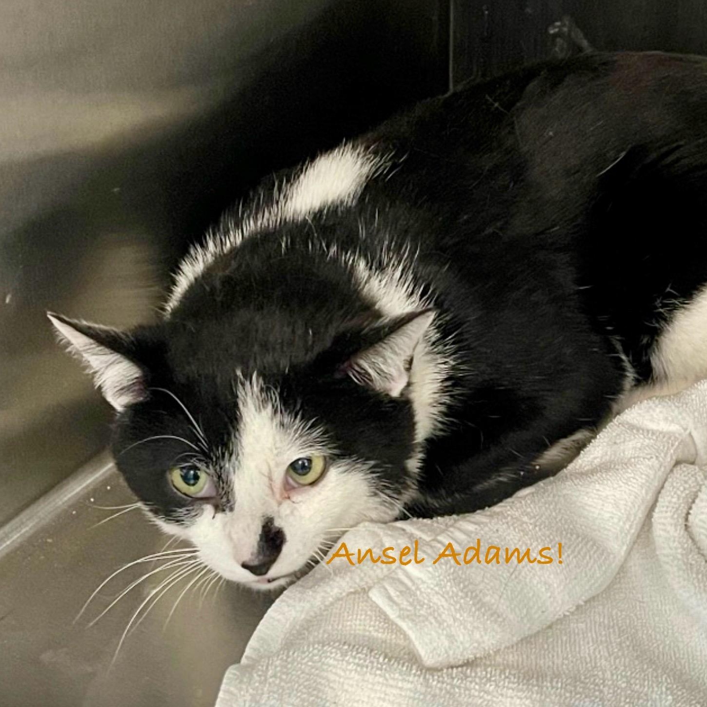Enlarge Ansel Adams, an adoptable Domestic Short Hair in Palatine, IL image 2/2